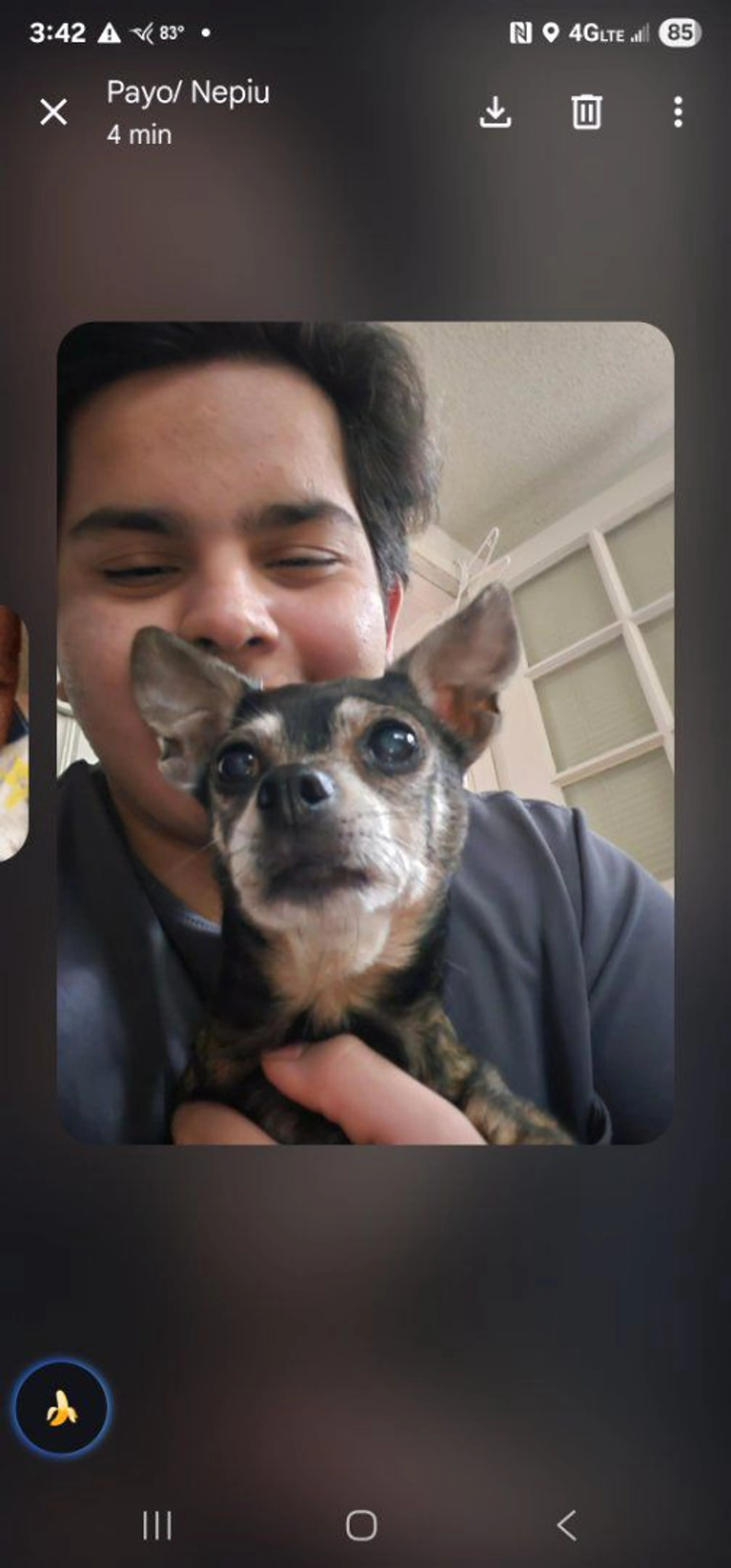 Lost pet