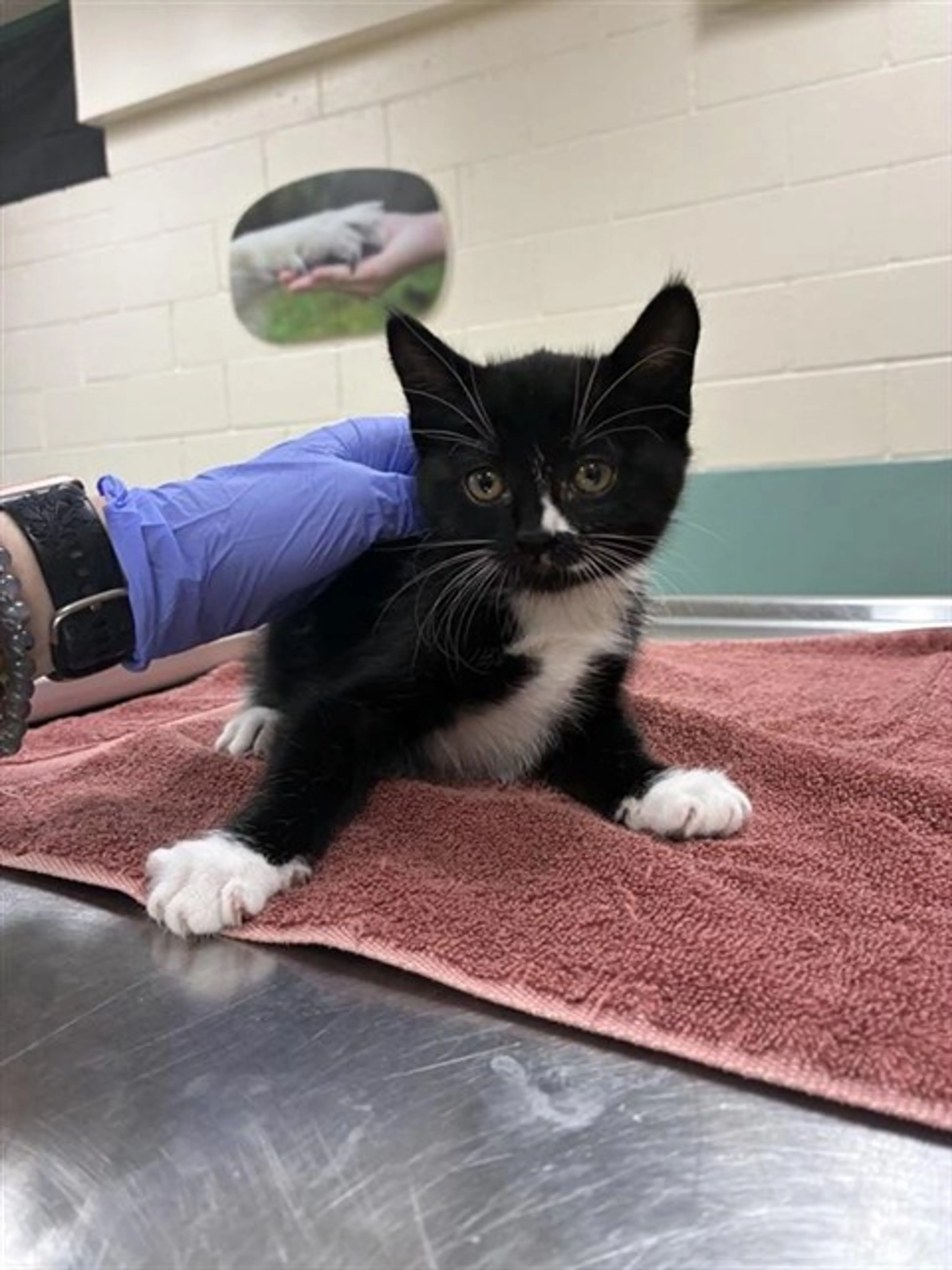Found pet