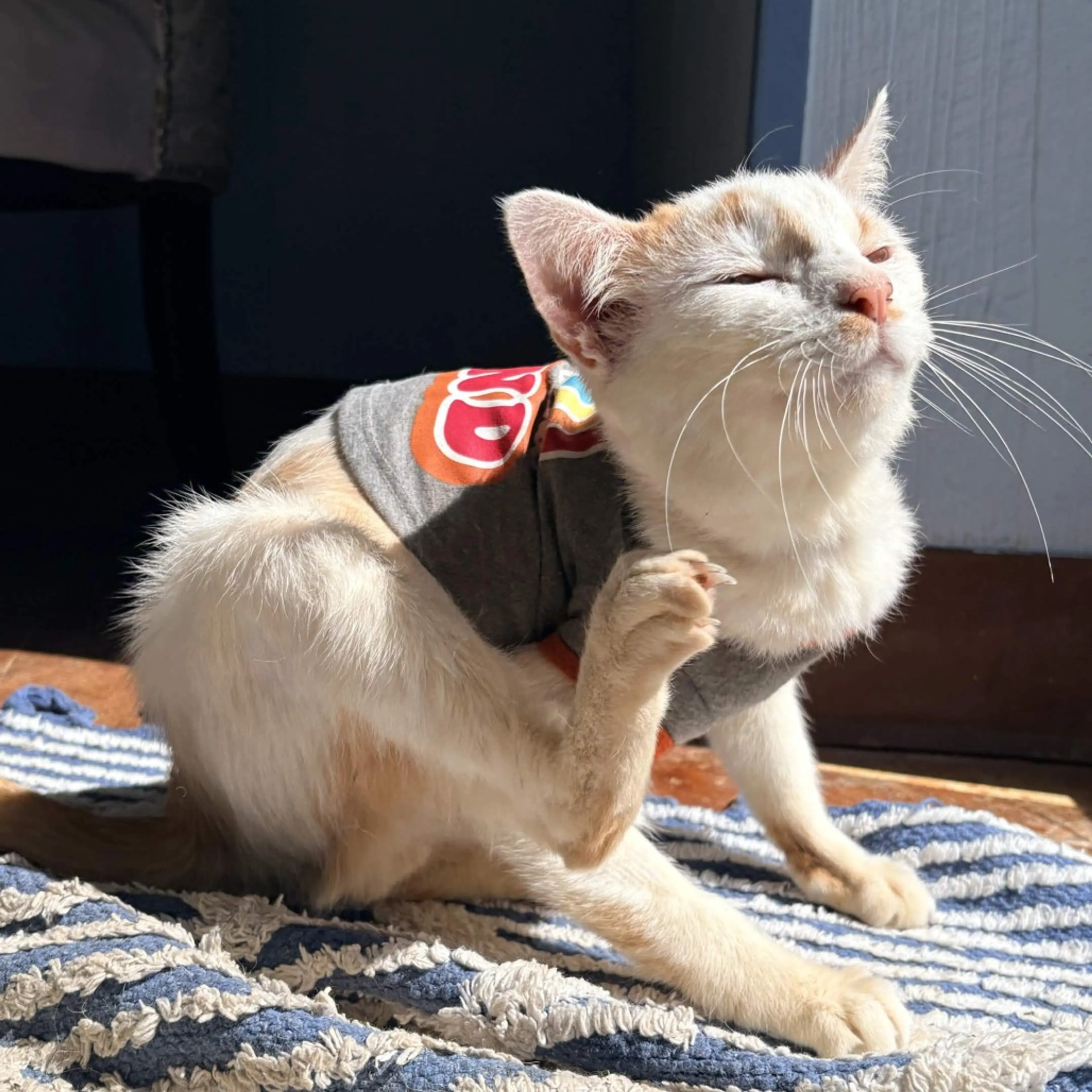 Found pet-5
