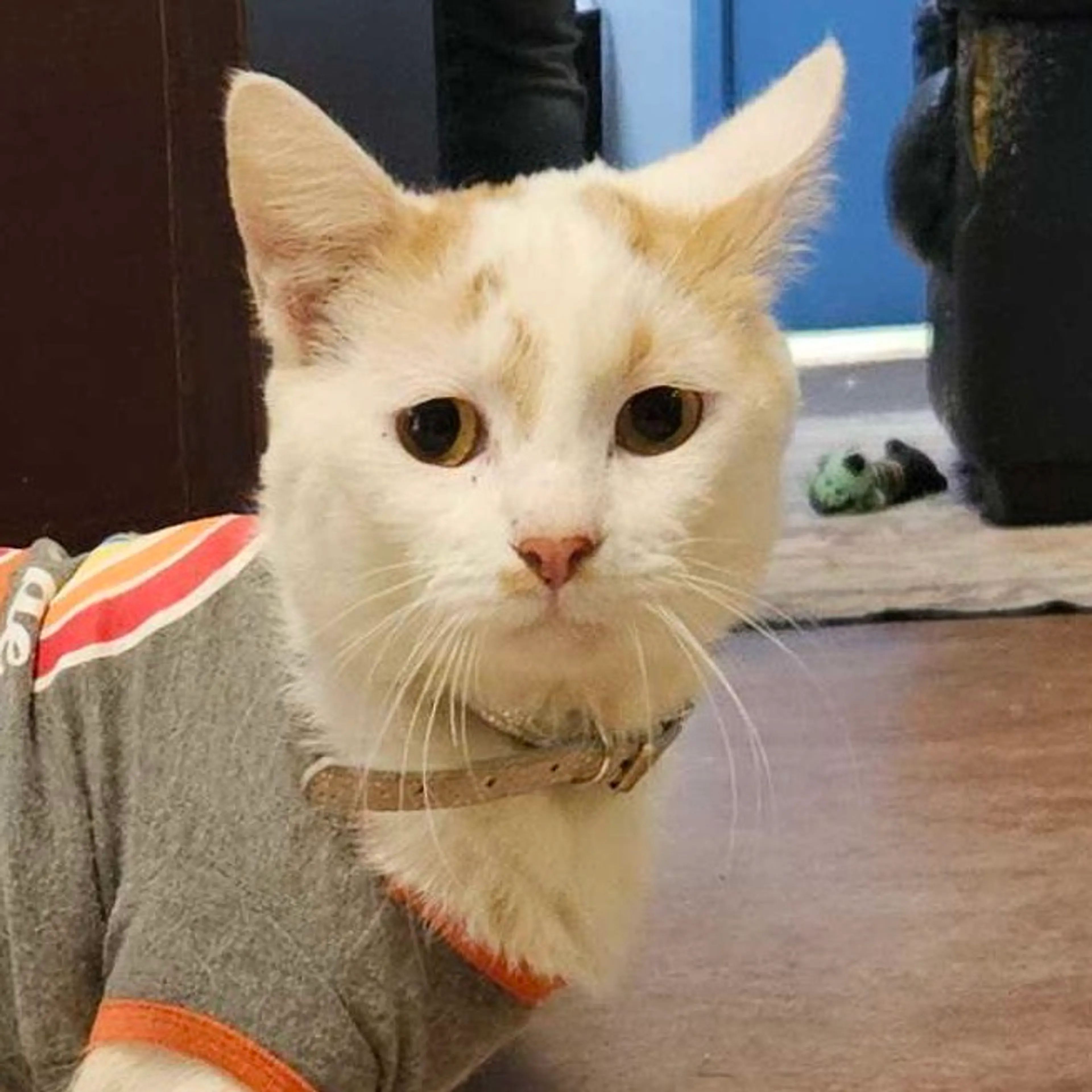 Found pet-1