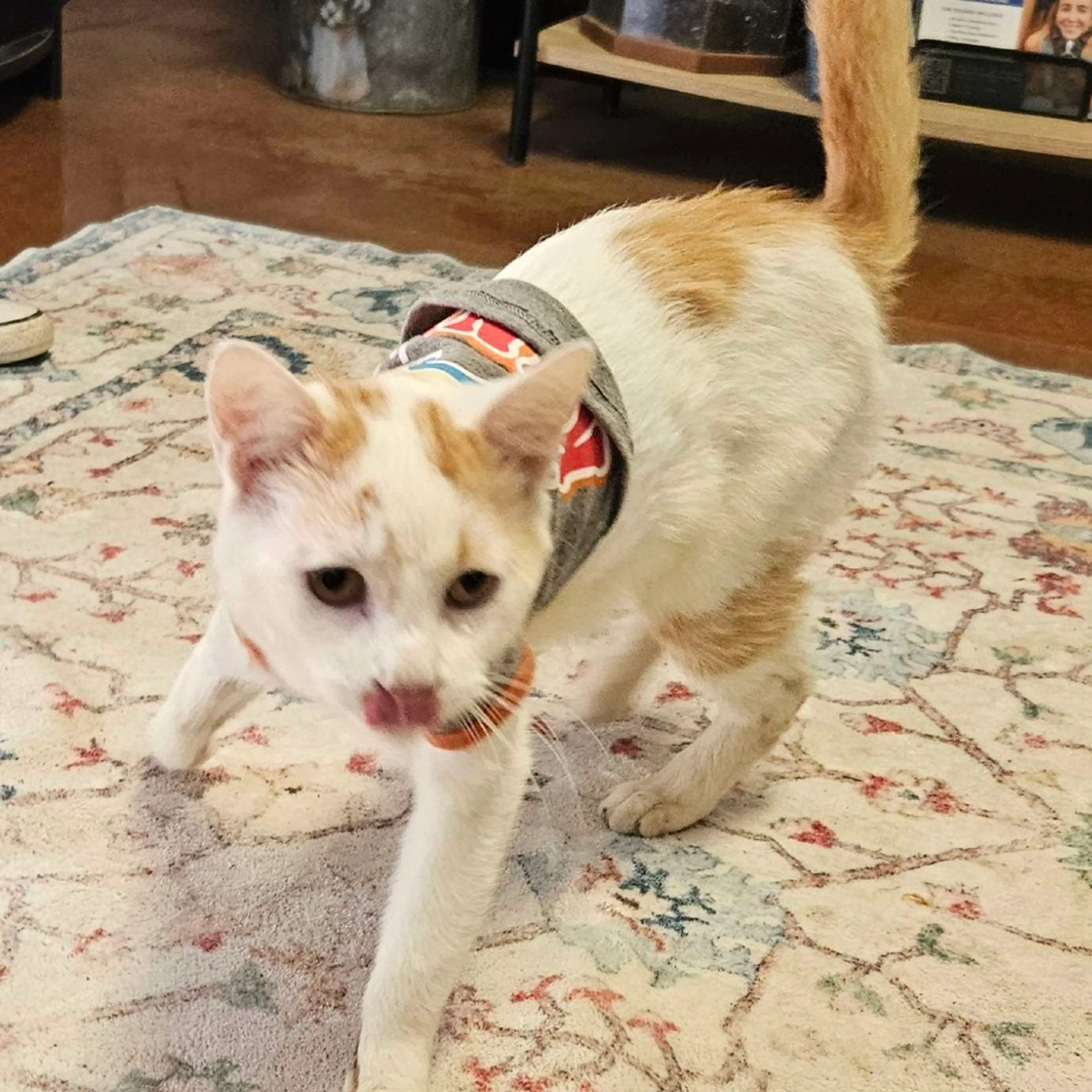 Found pet-4