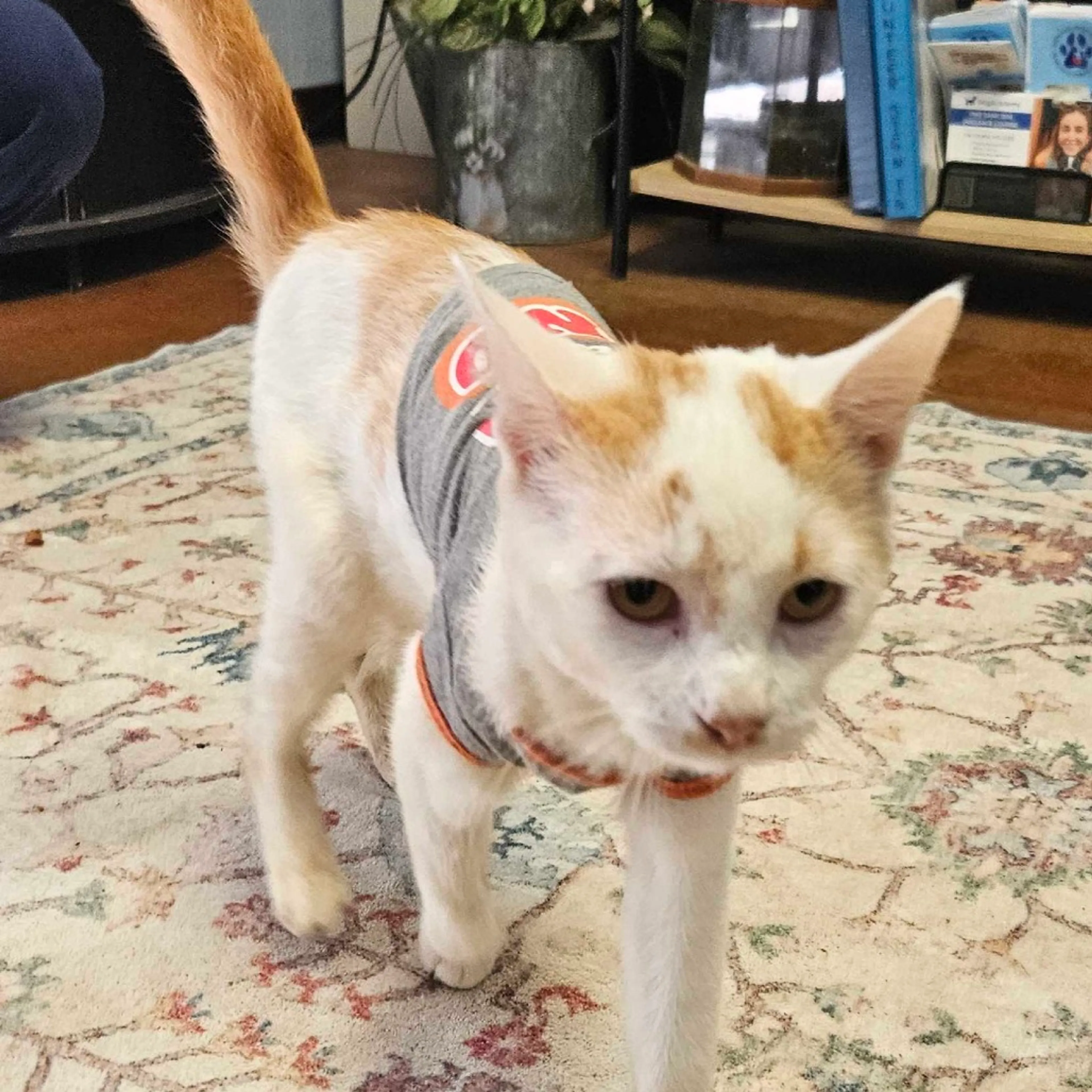 Found pet-2