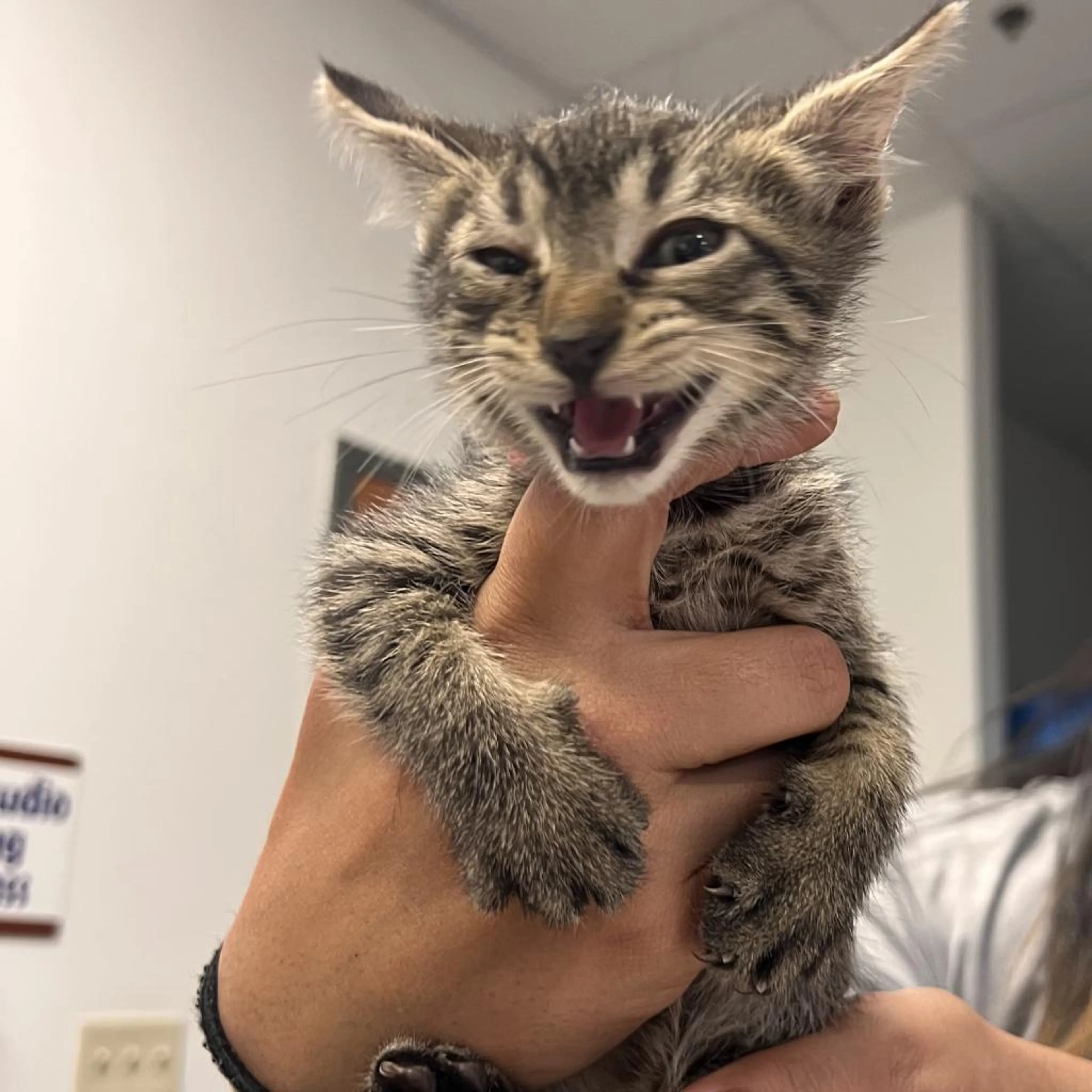 Found pet-2
