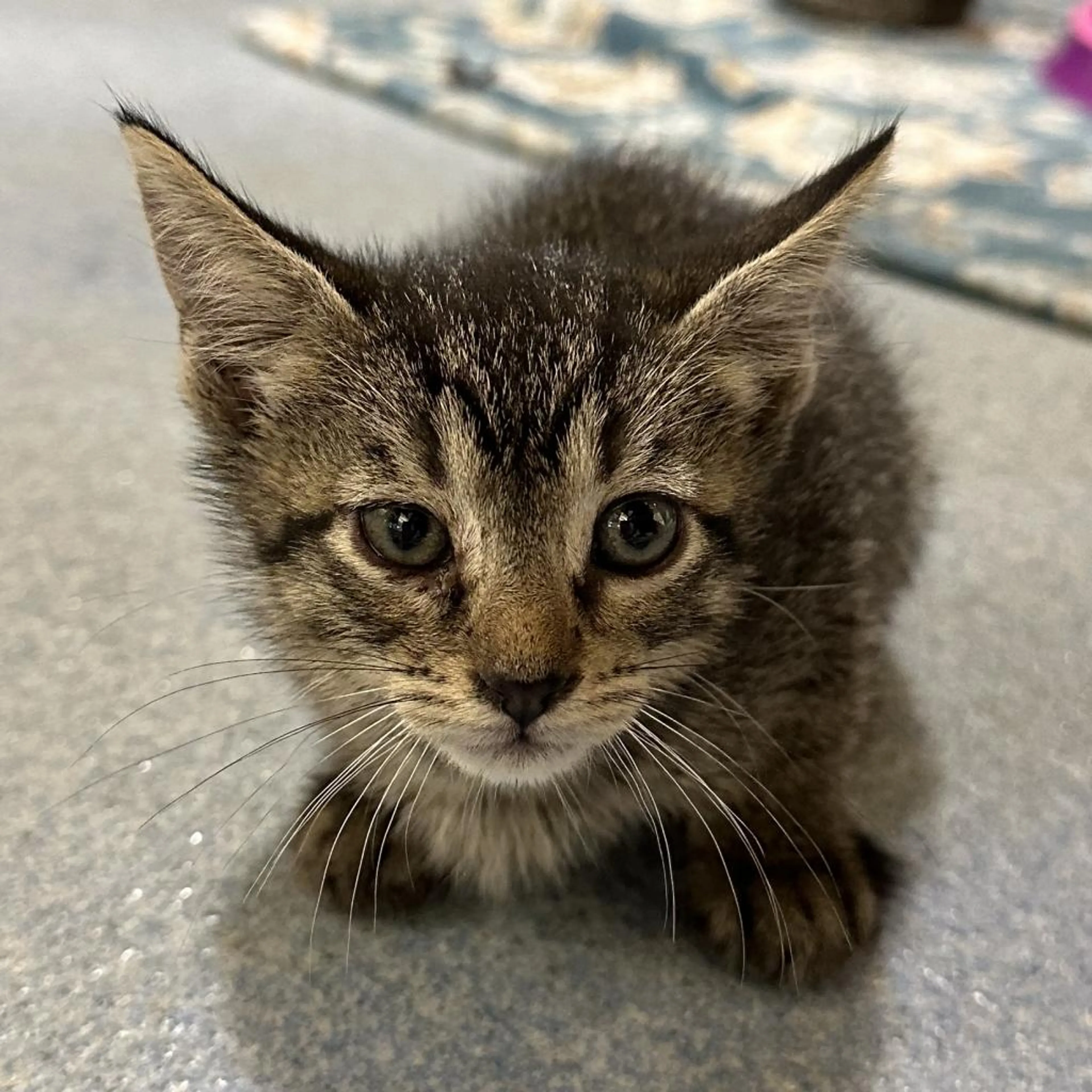 Found pet-1