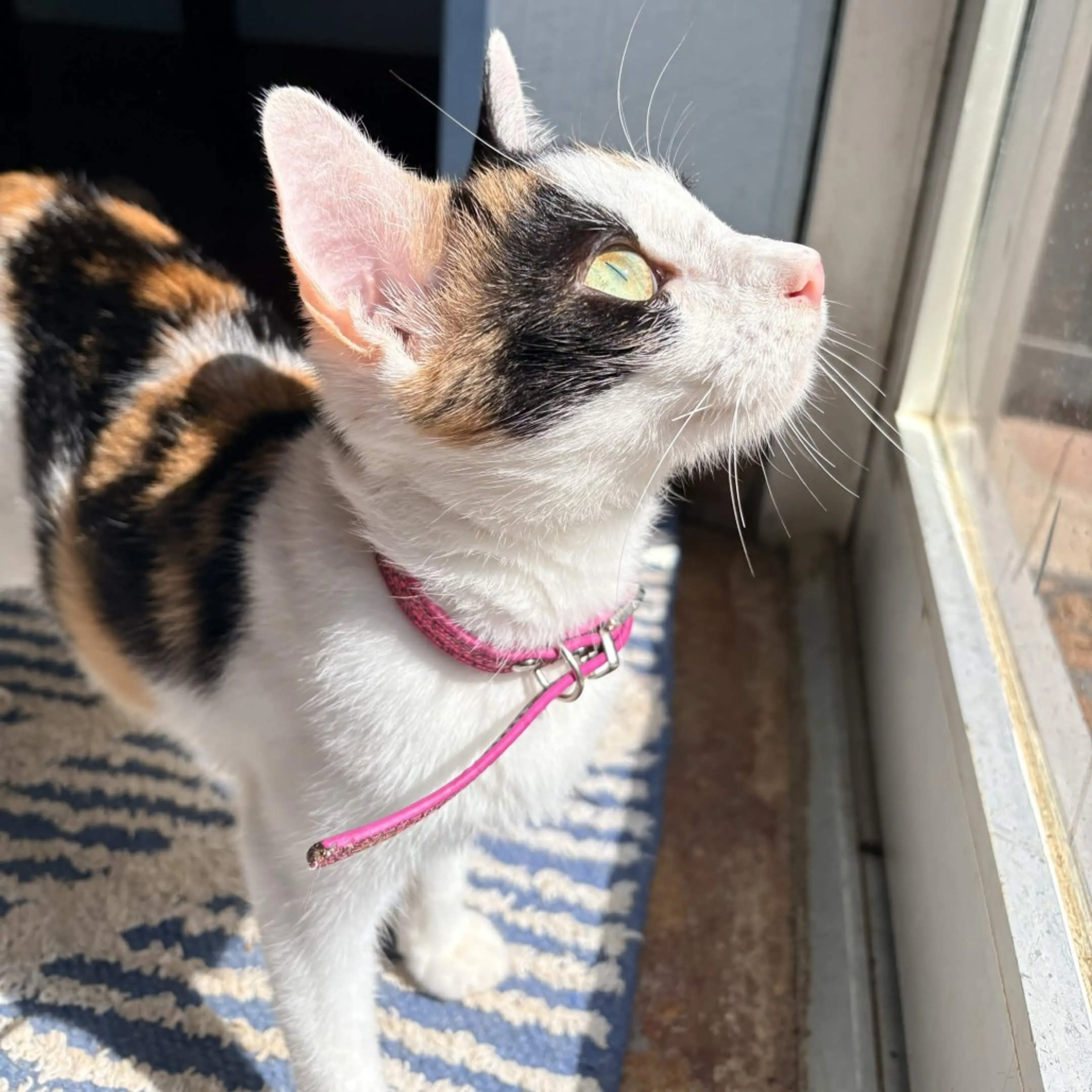 Found pet-3