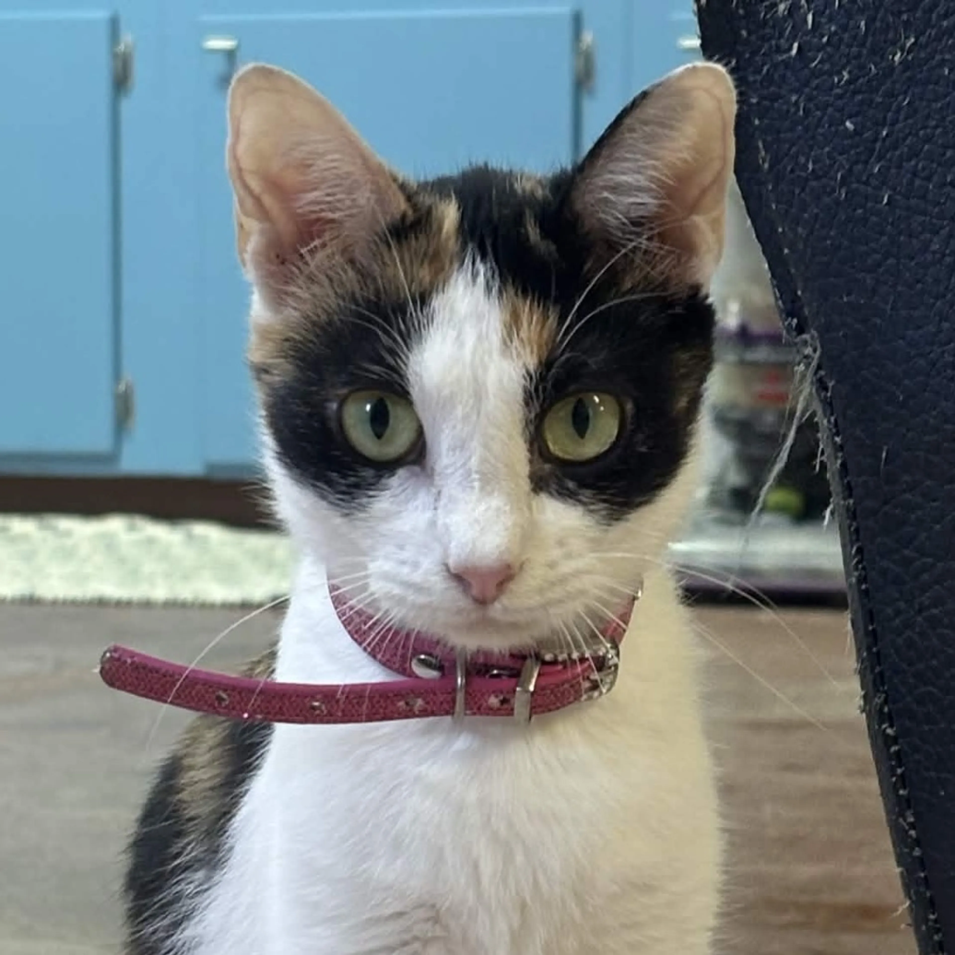 Found pet-1