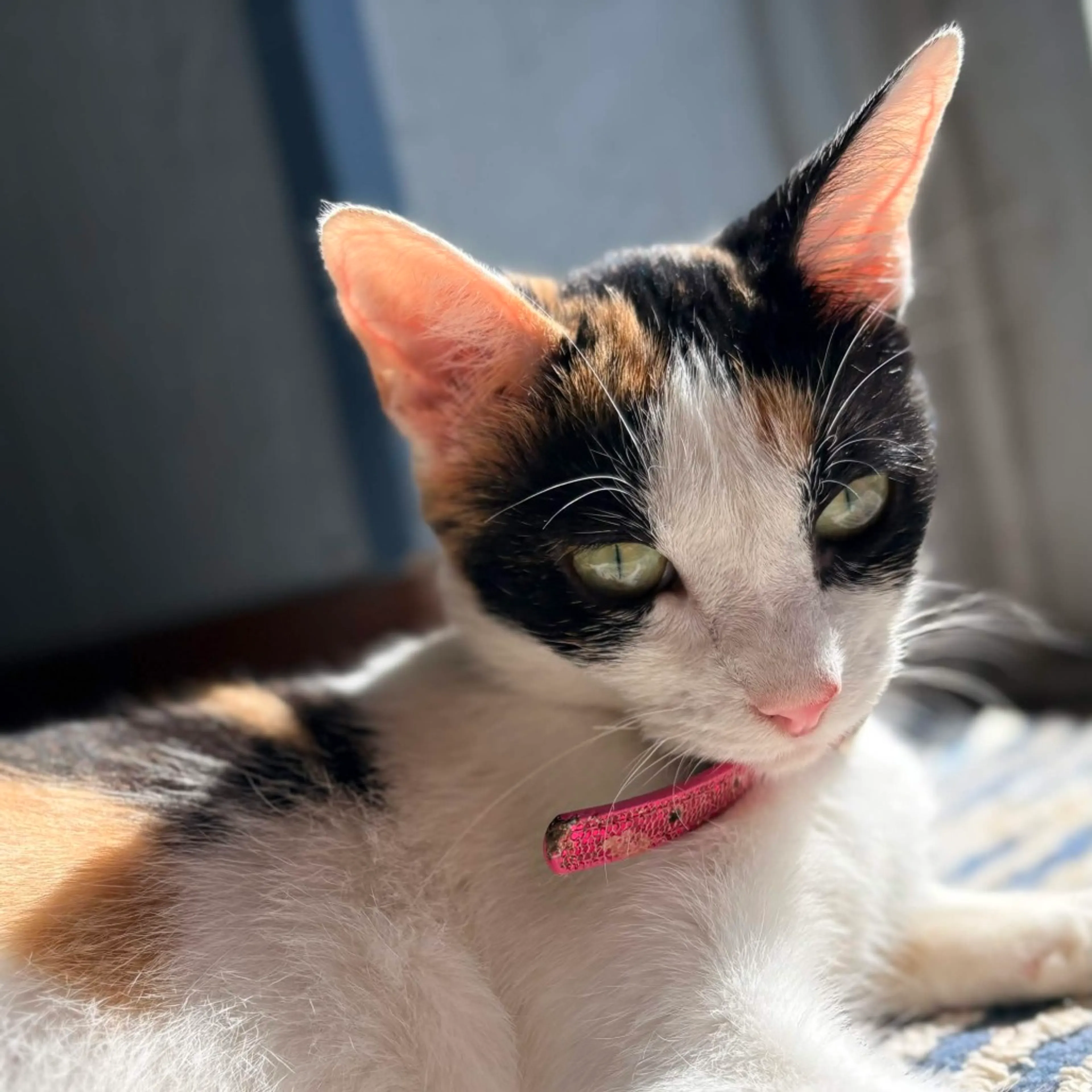 Found pet-4