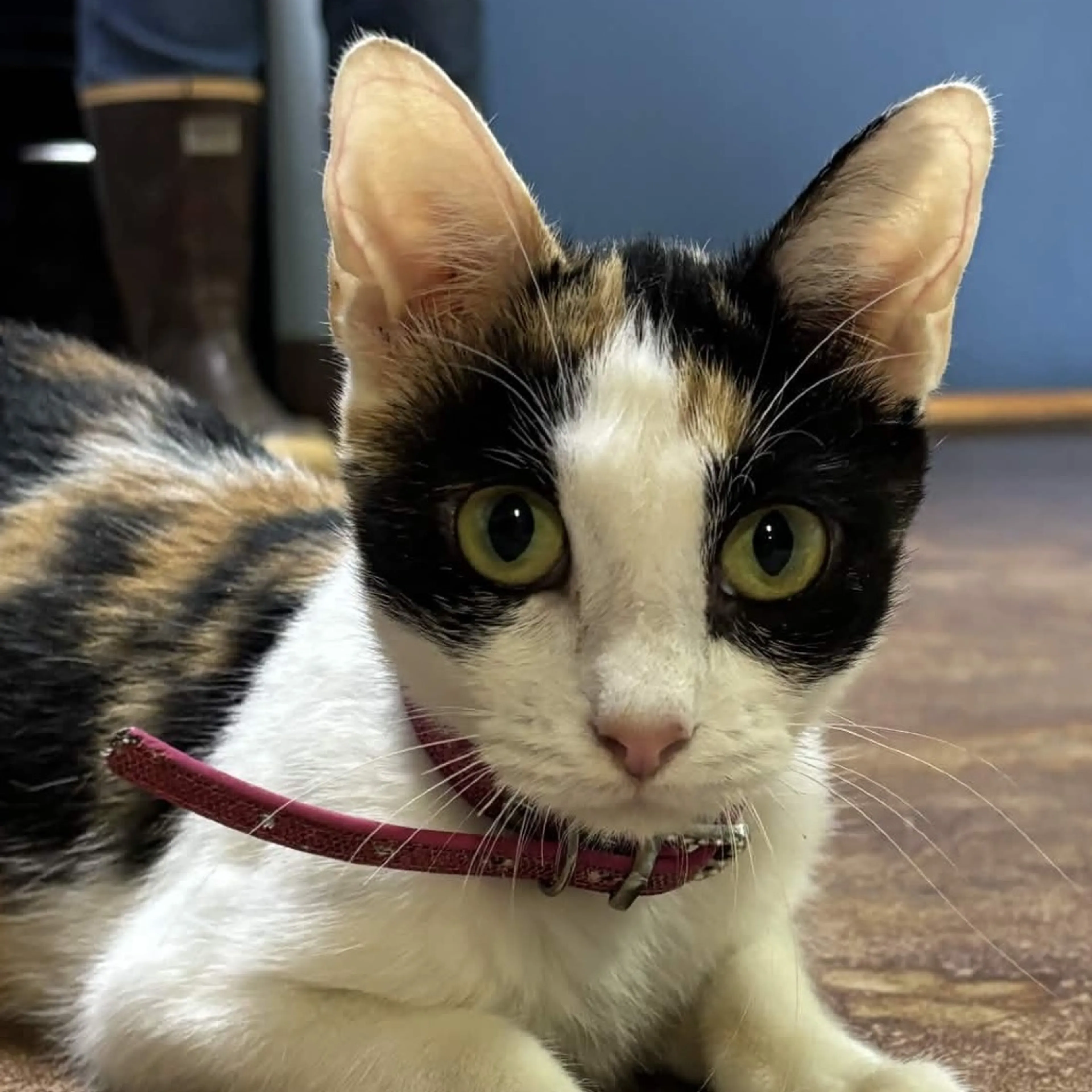 Found pet-2