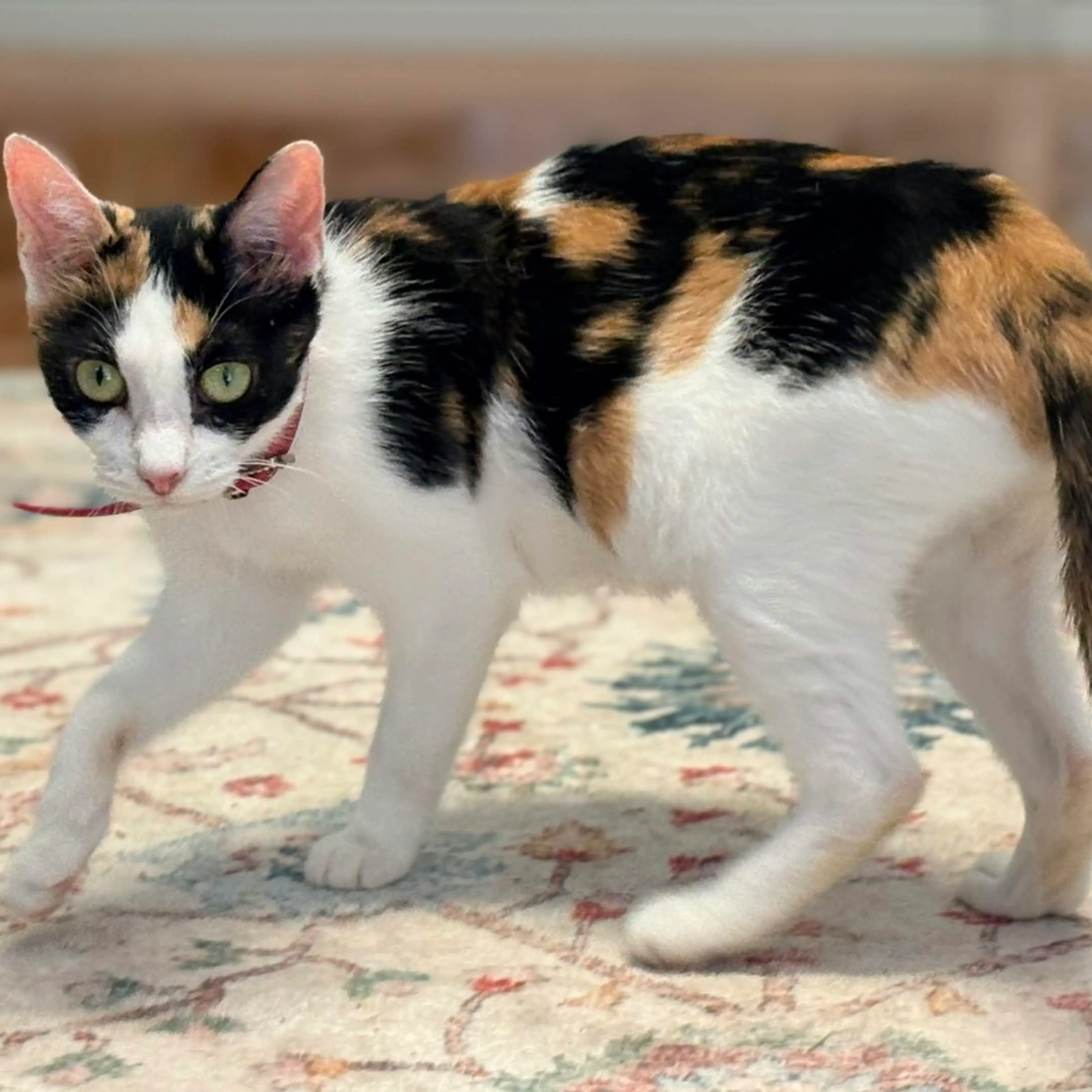 Found pet-0