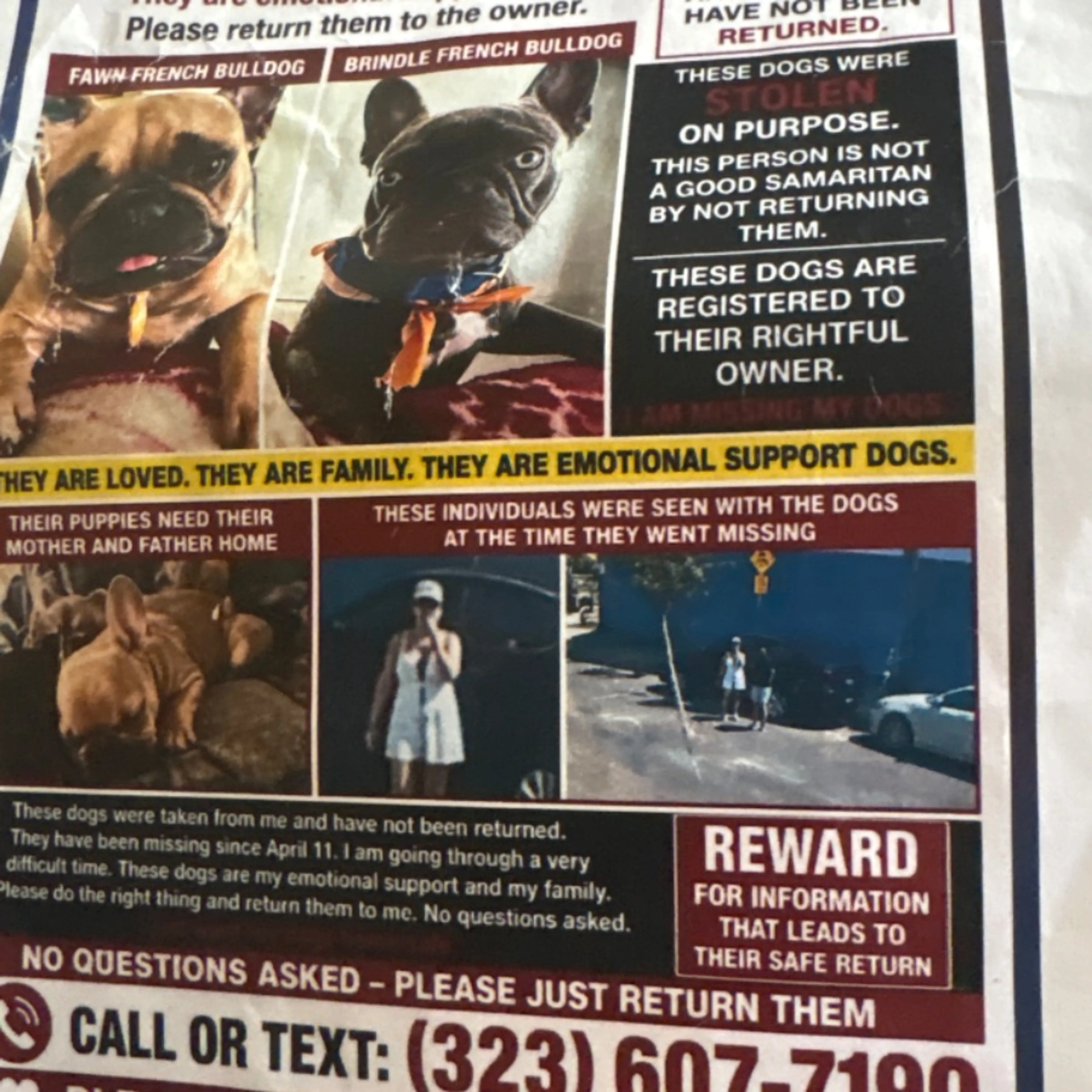 Lost pet
