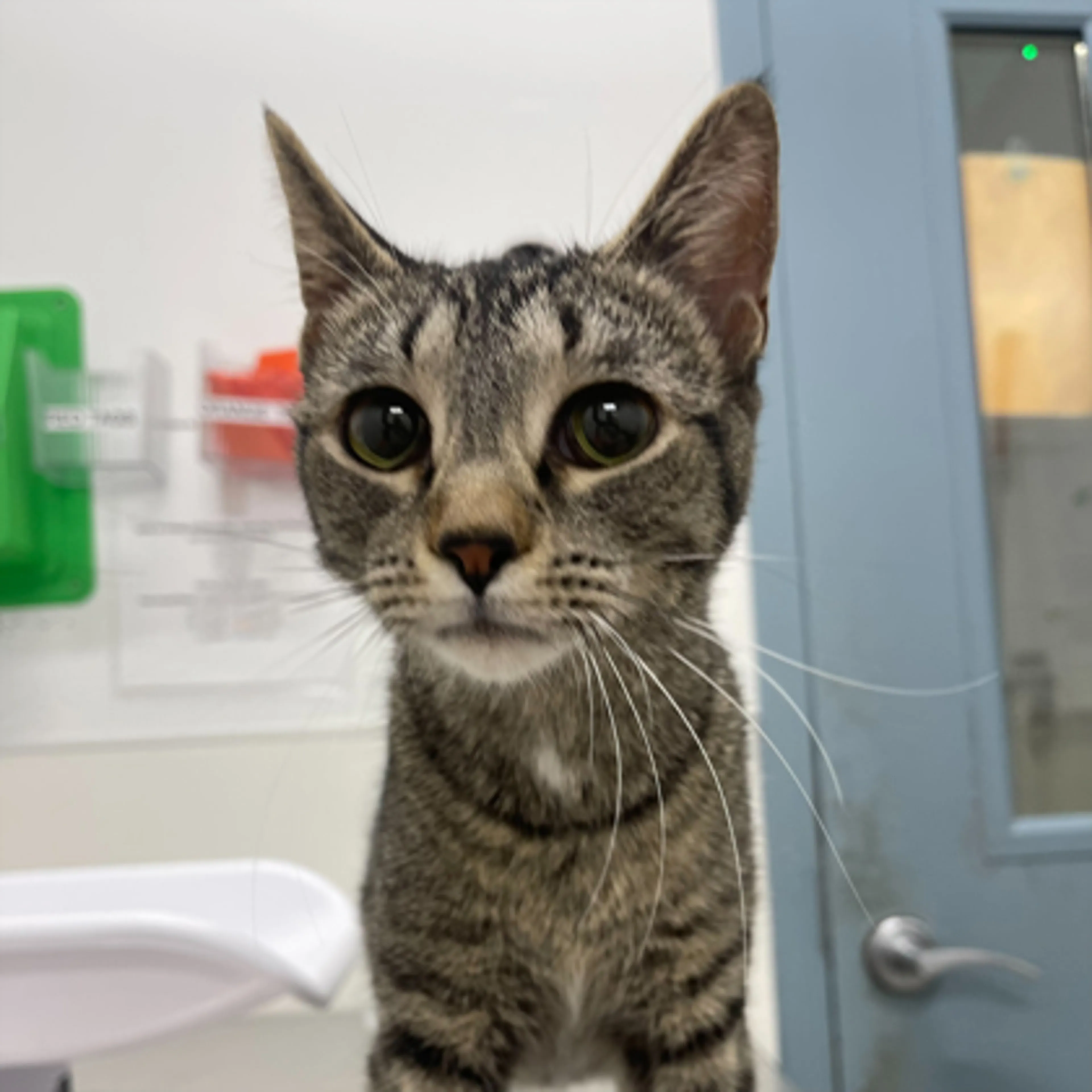 Found pet