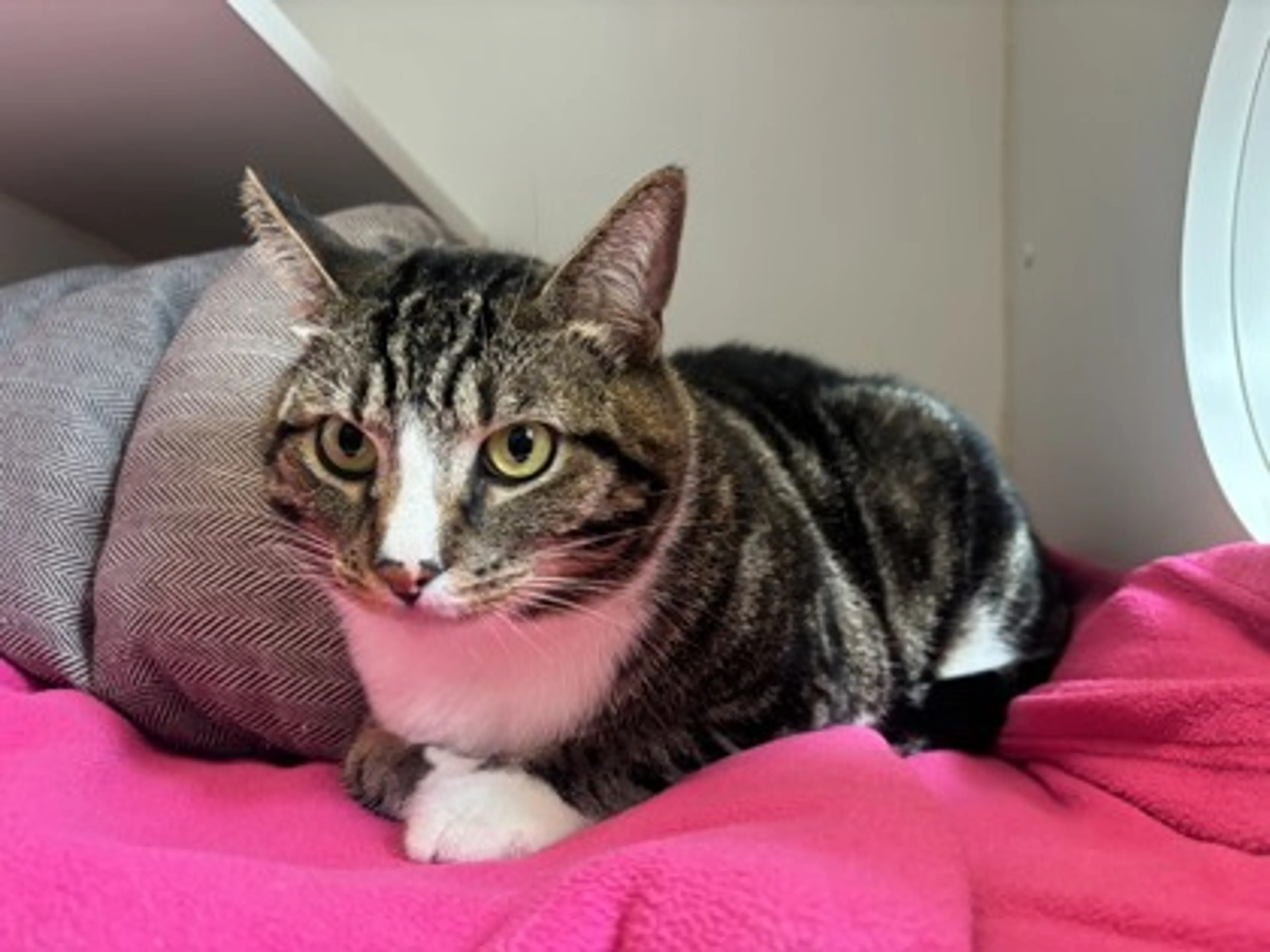 Found pet