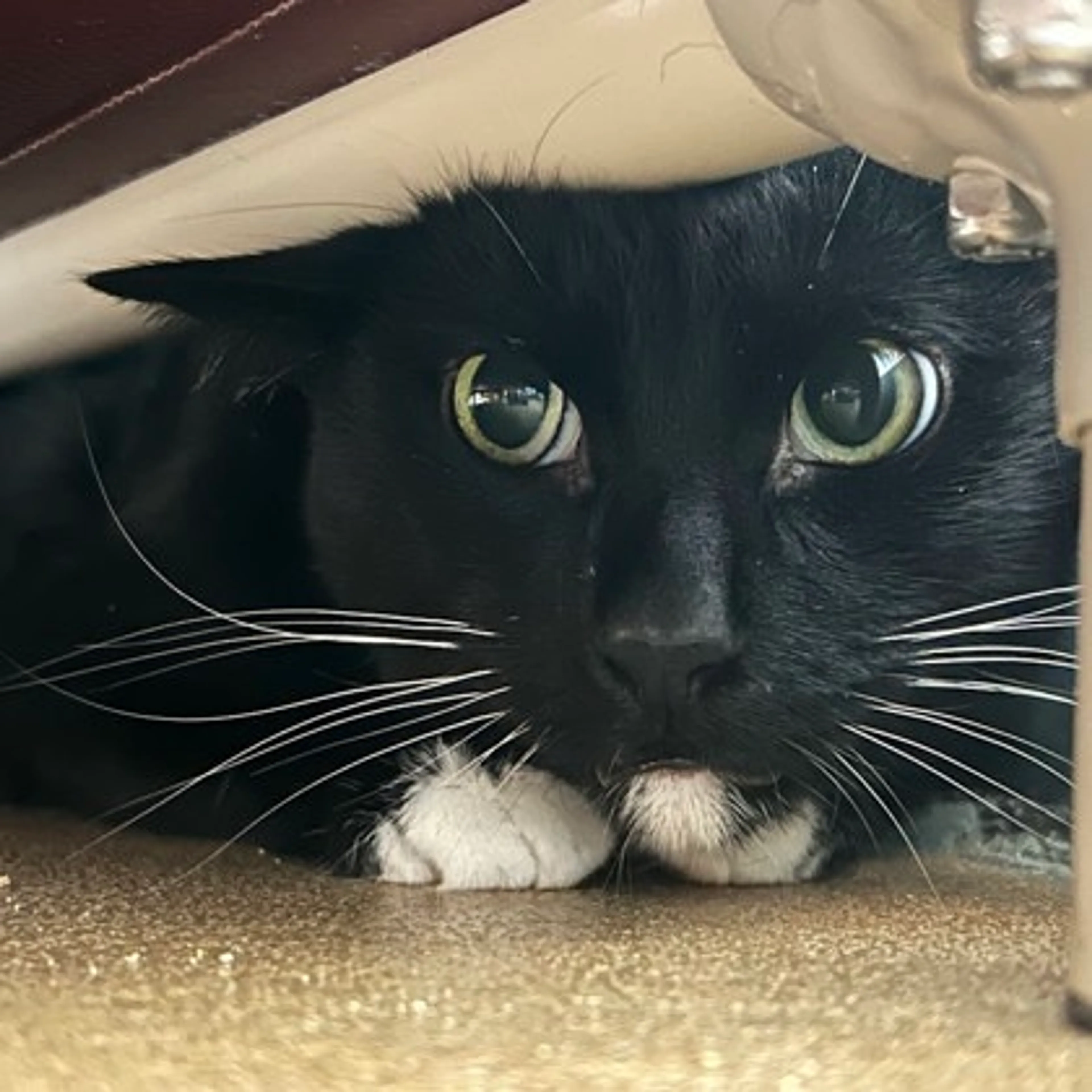 Found pet-1