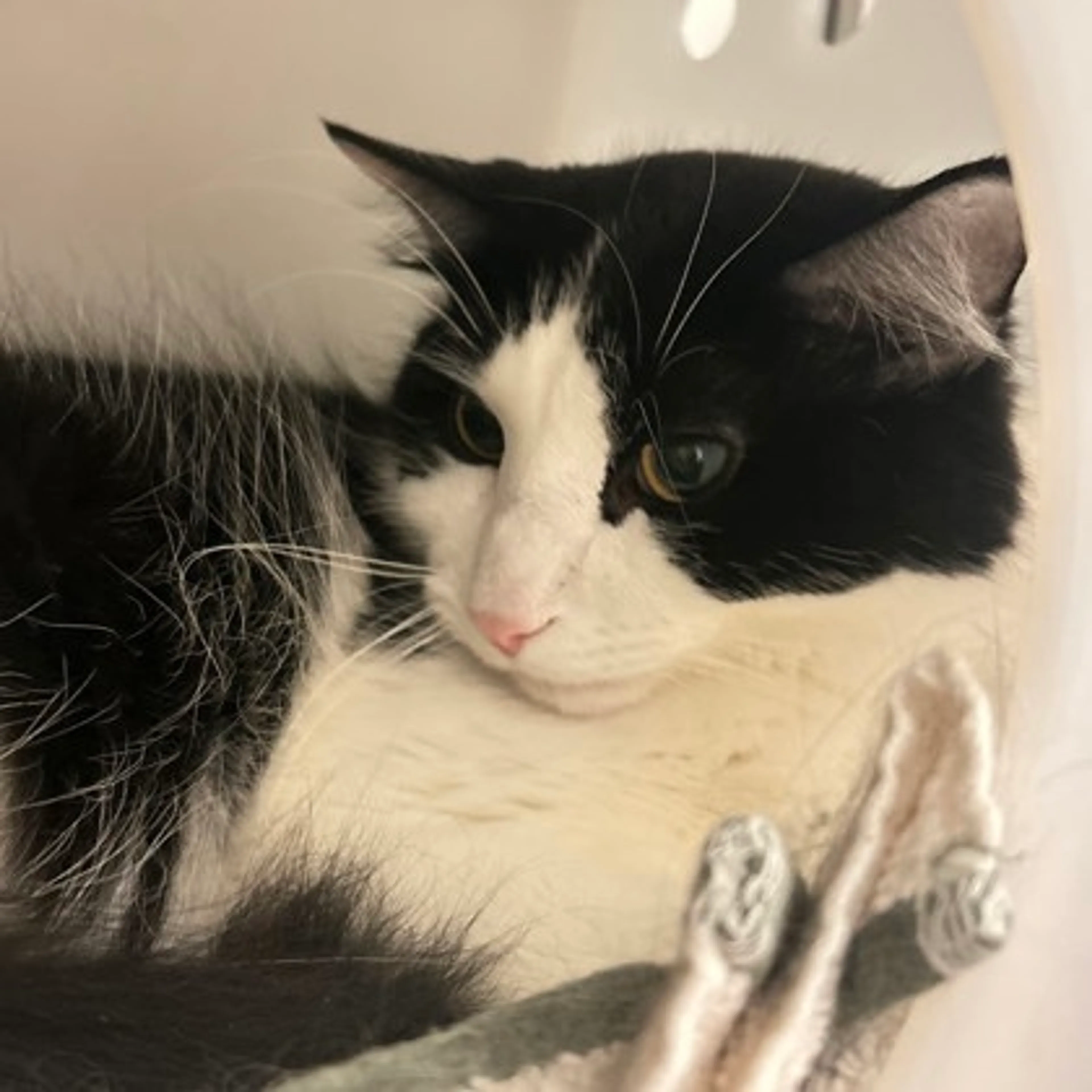 Found pet-1