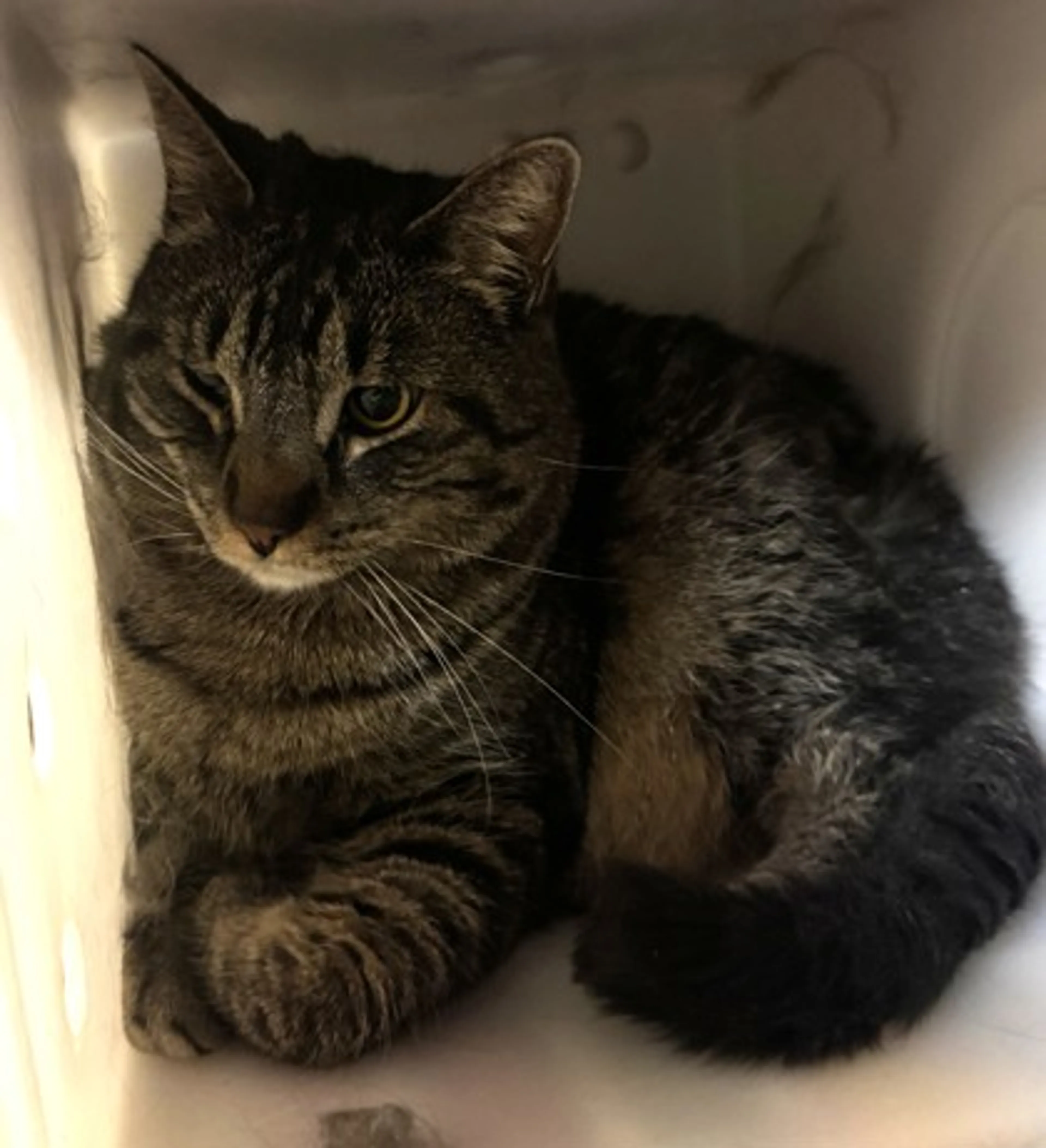 Found pet-1