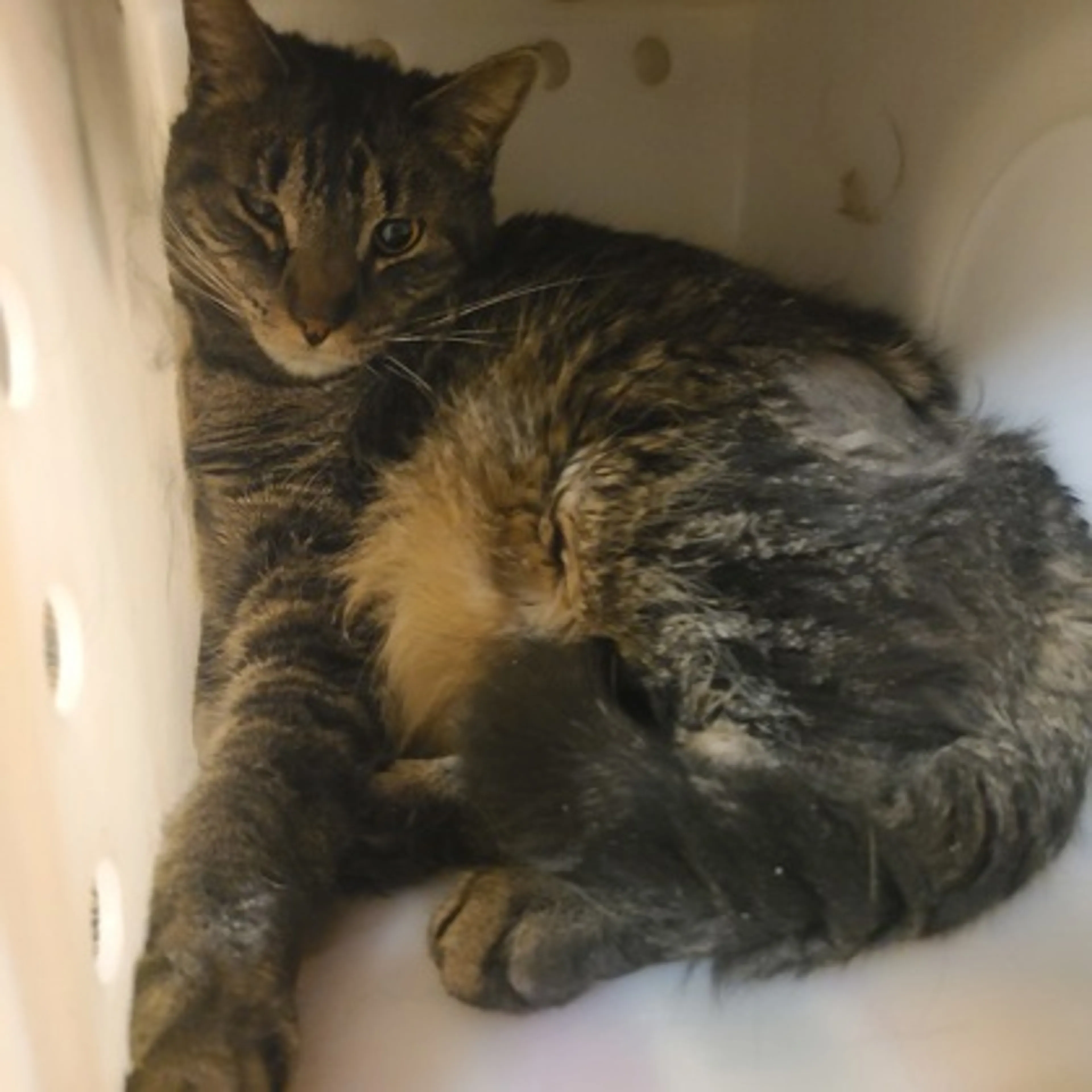 Found pet-0