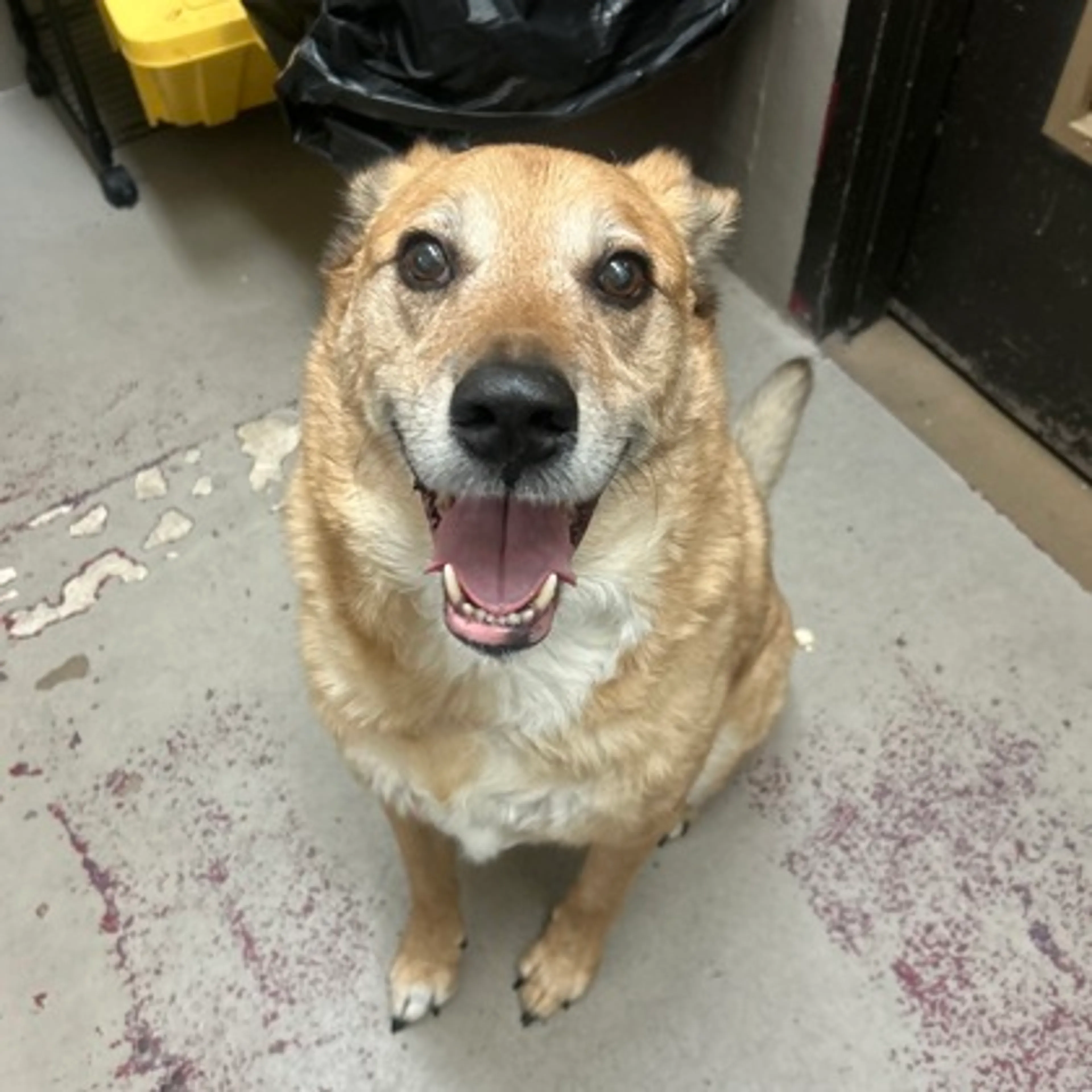 Found pet-2