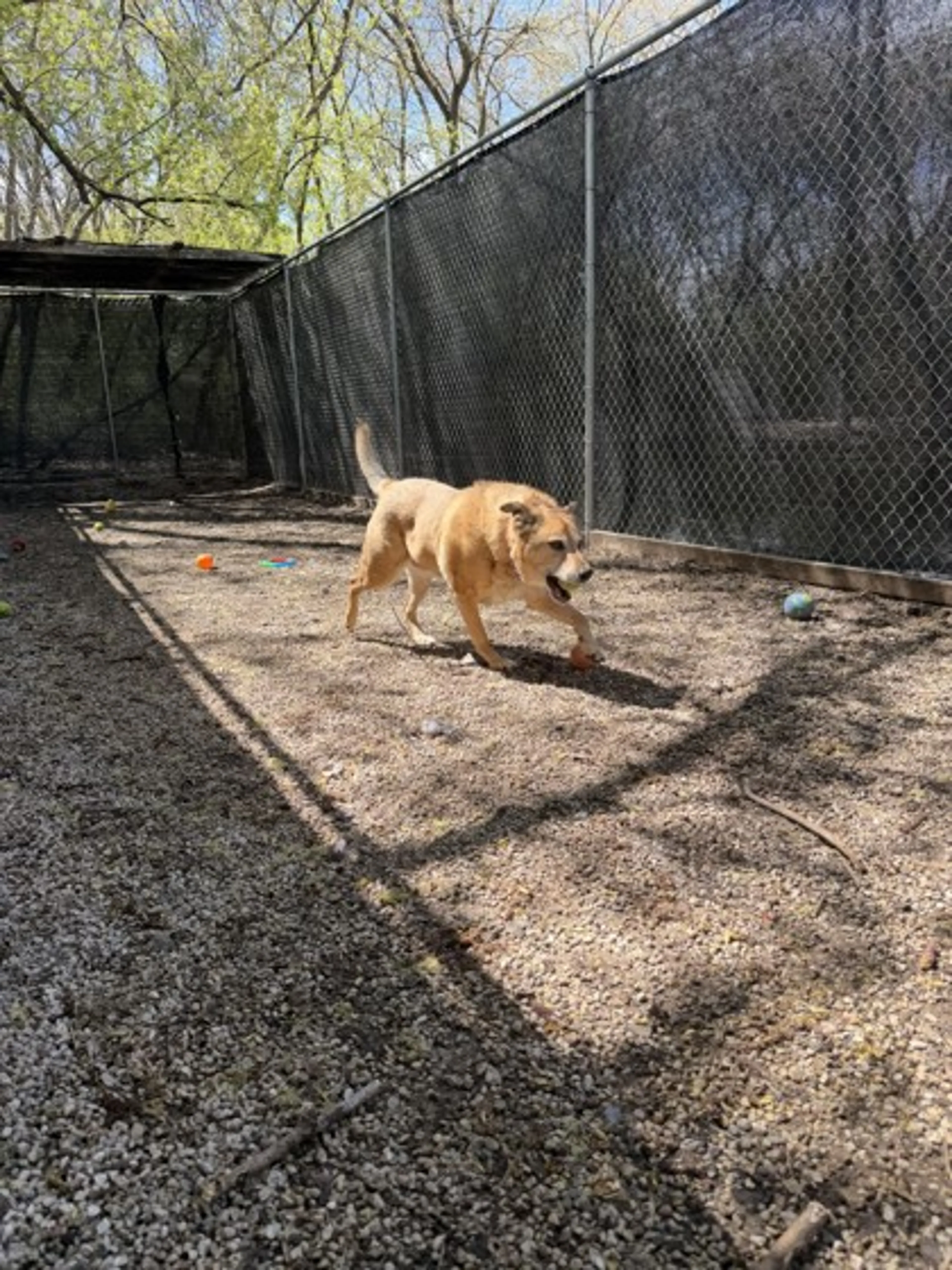Found pet-1