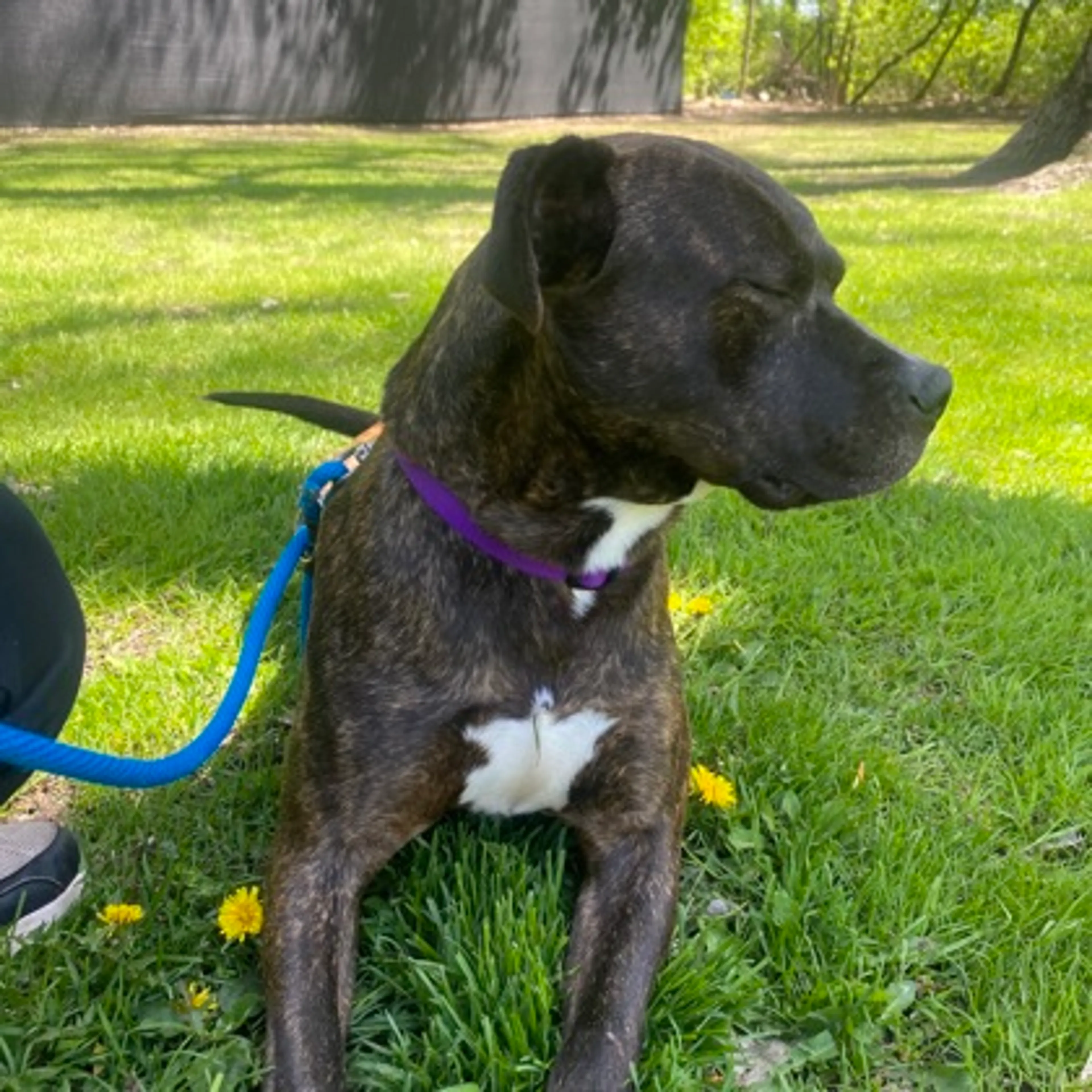 Found pet-2