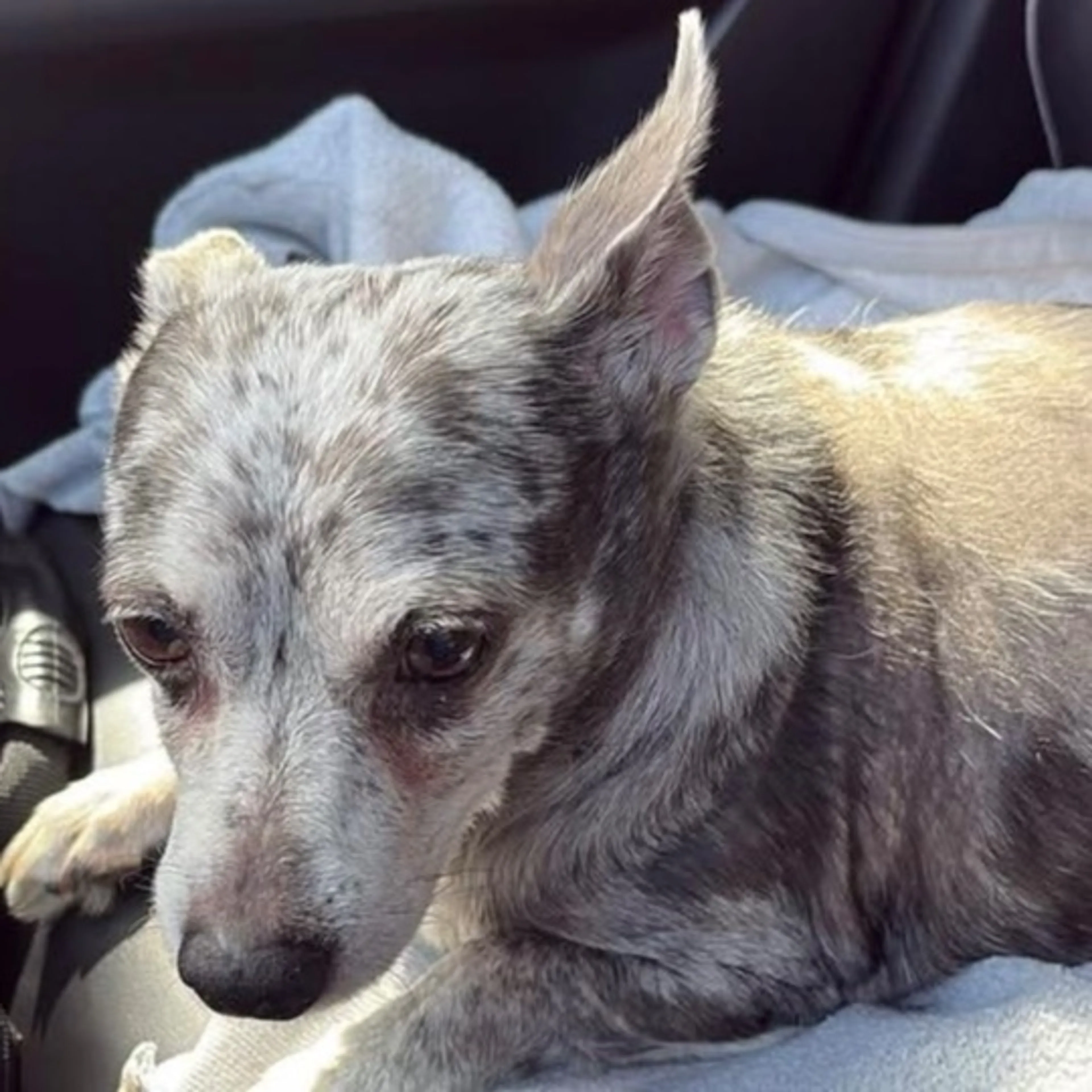 Found pet