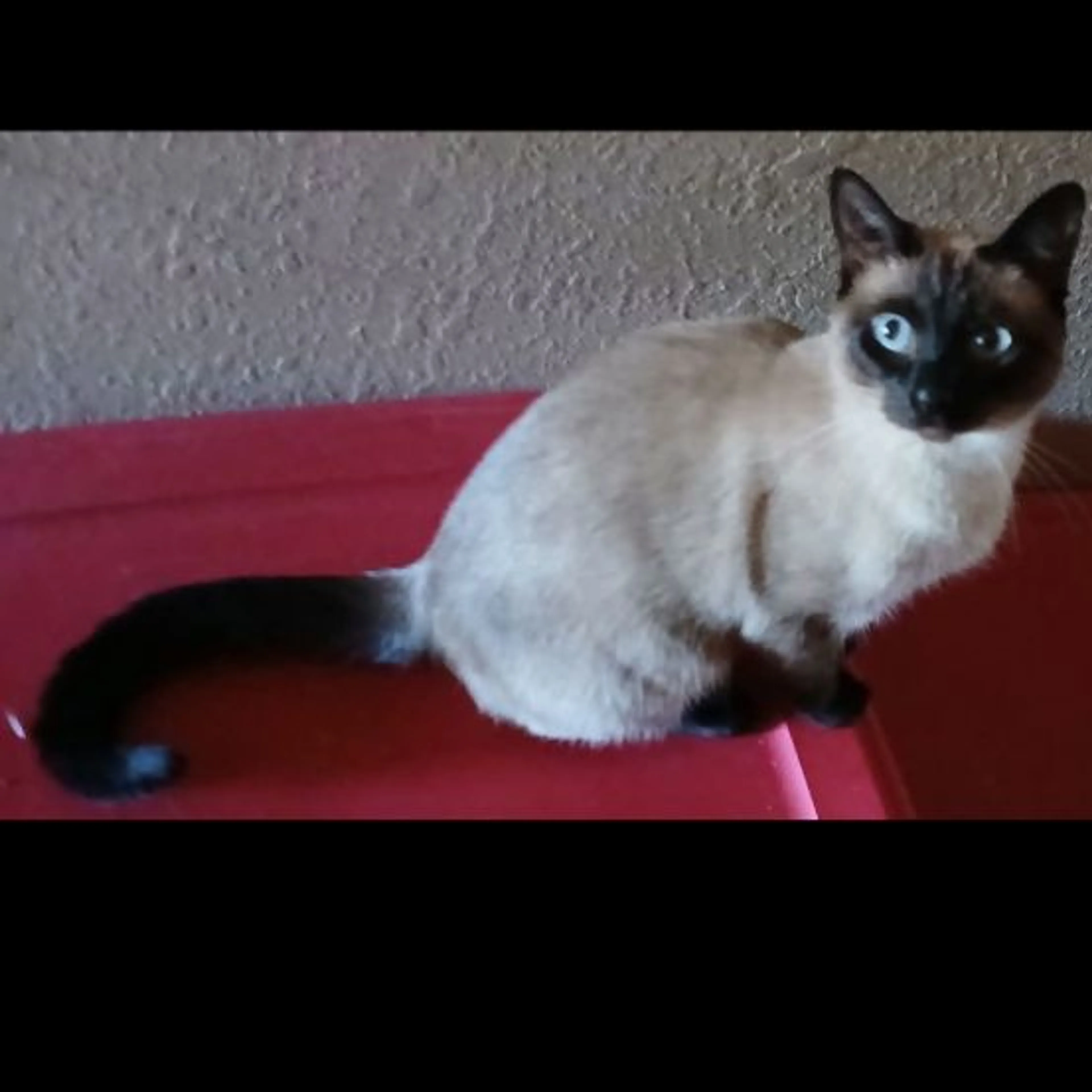 Lost pet
