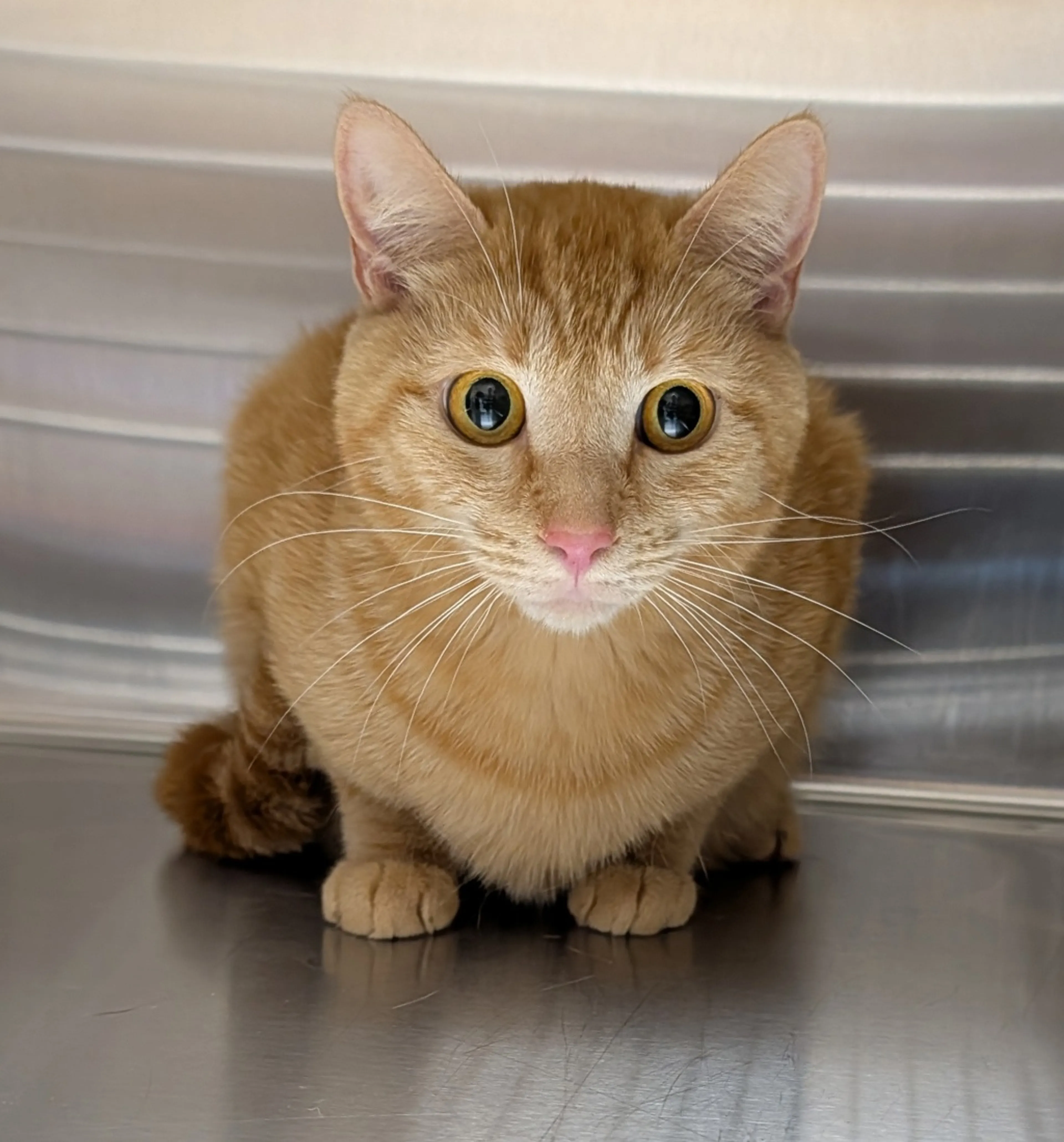 Found pet