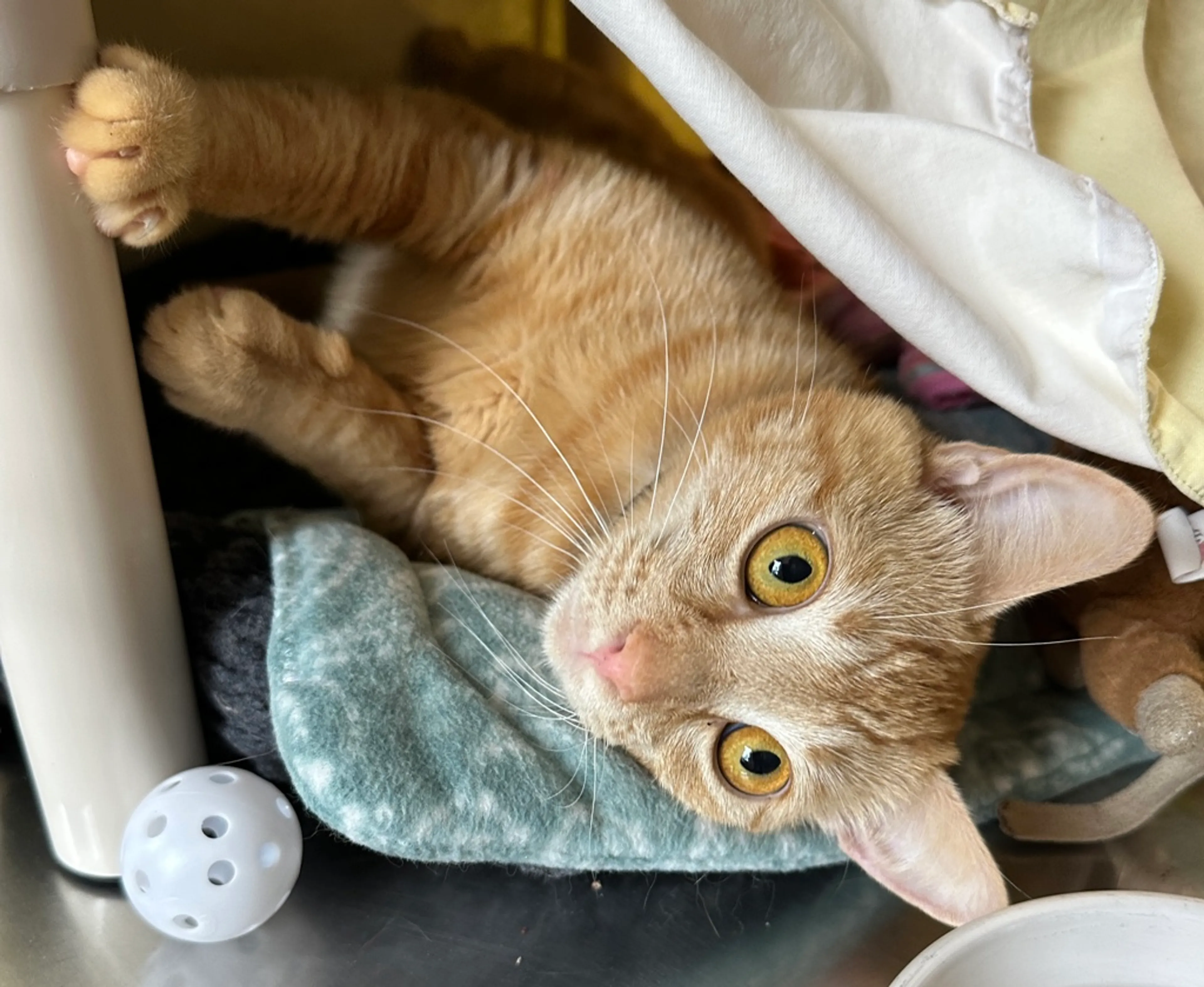Found pet-1