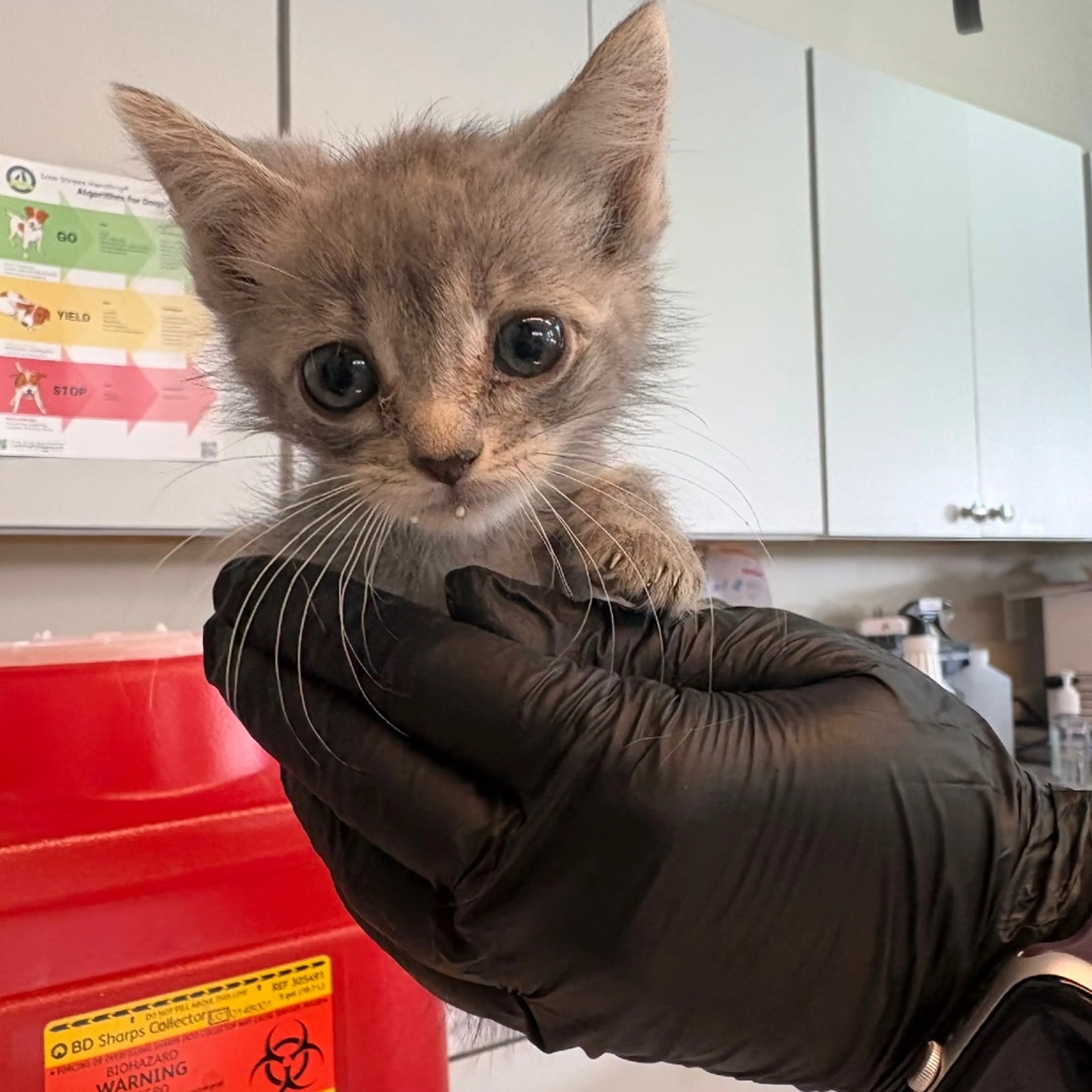 Found pet