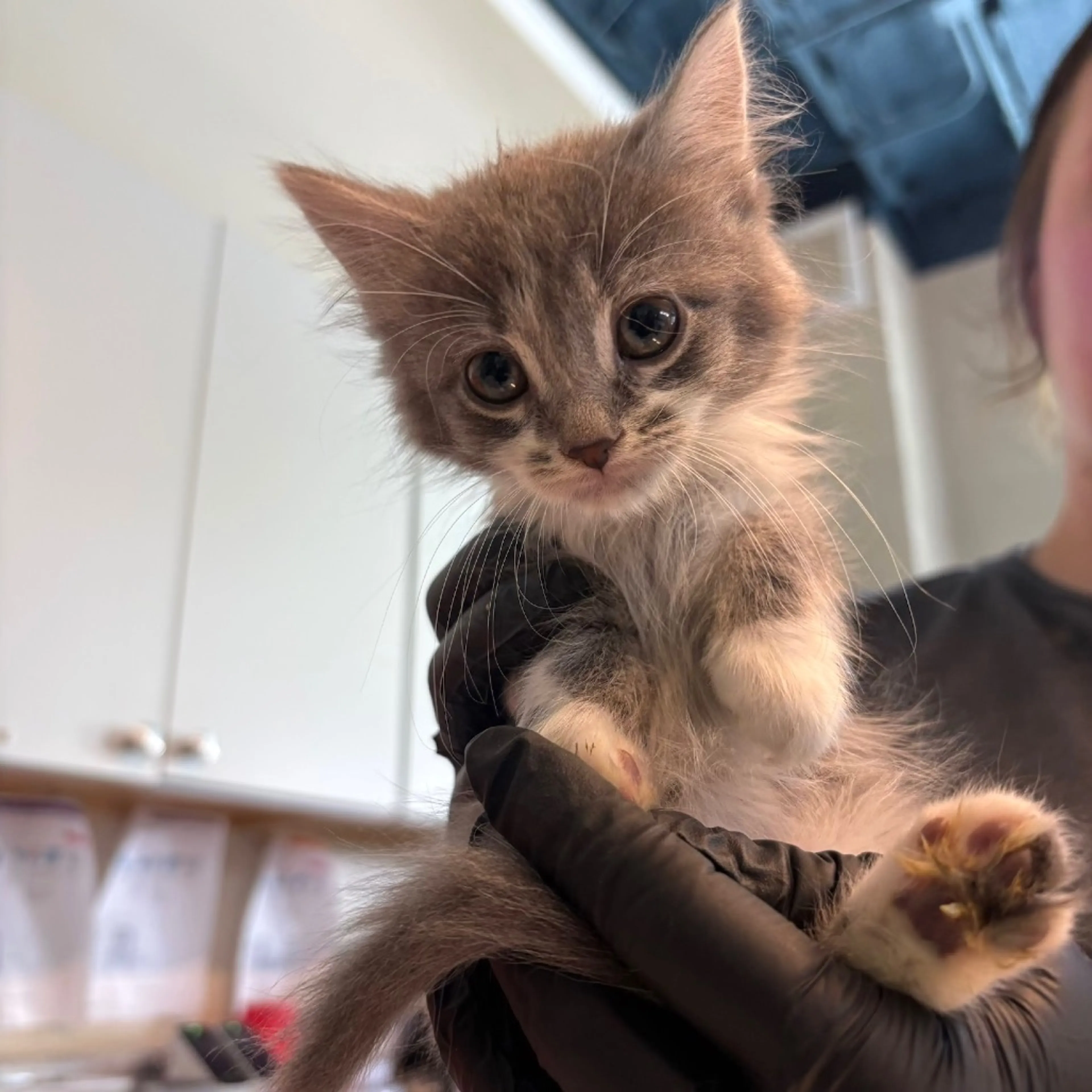 Found pet