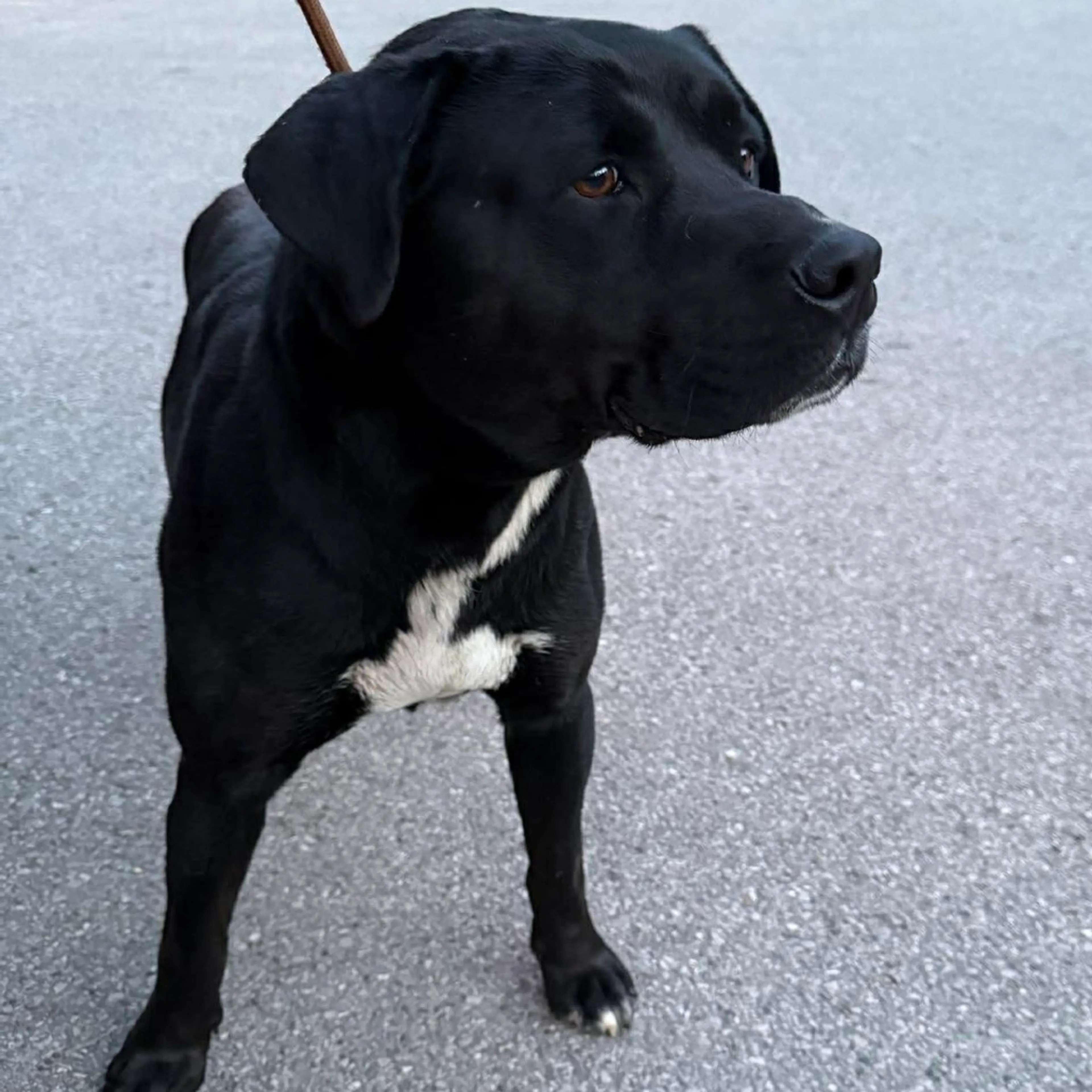 Found pet