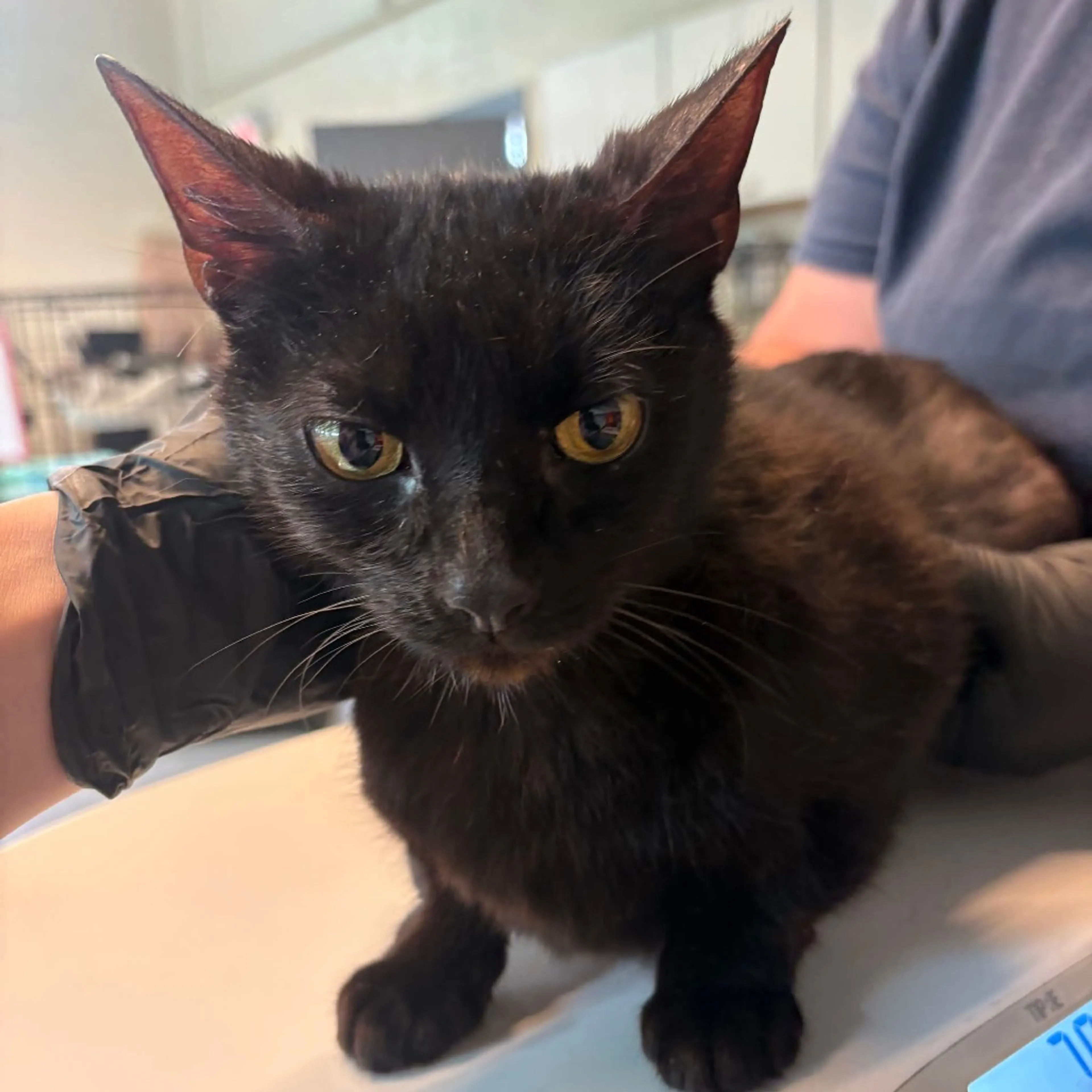 Found pet