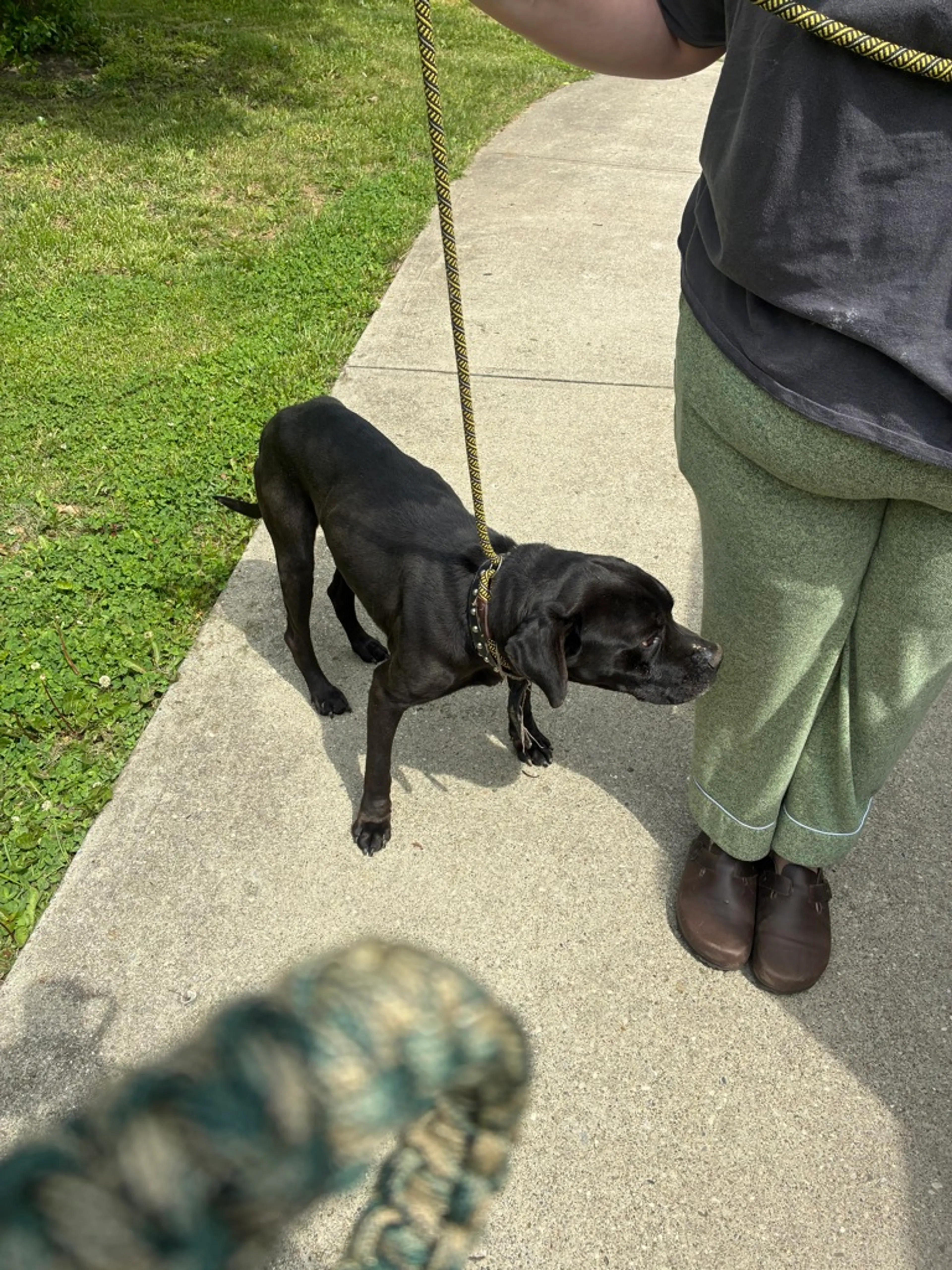 Found pet