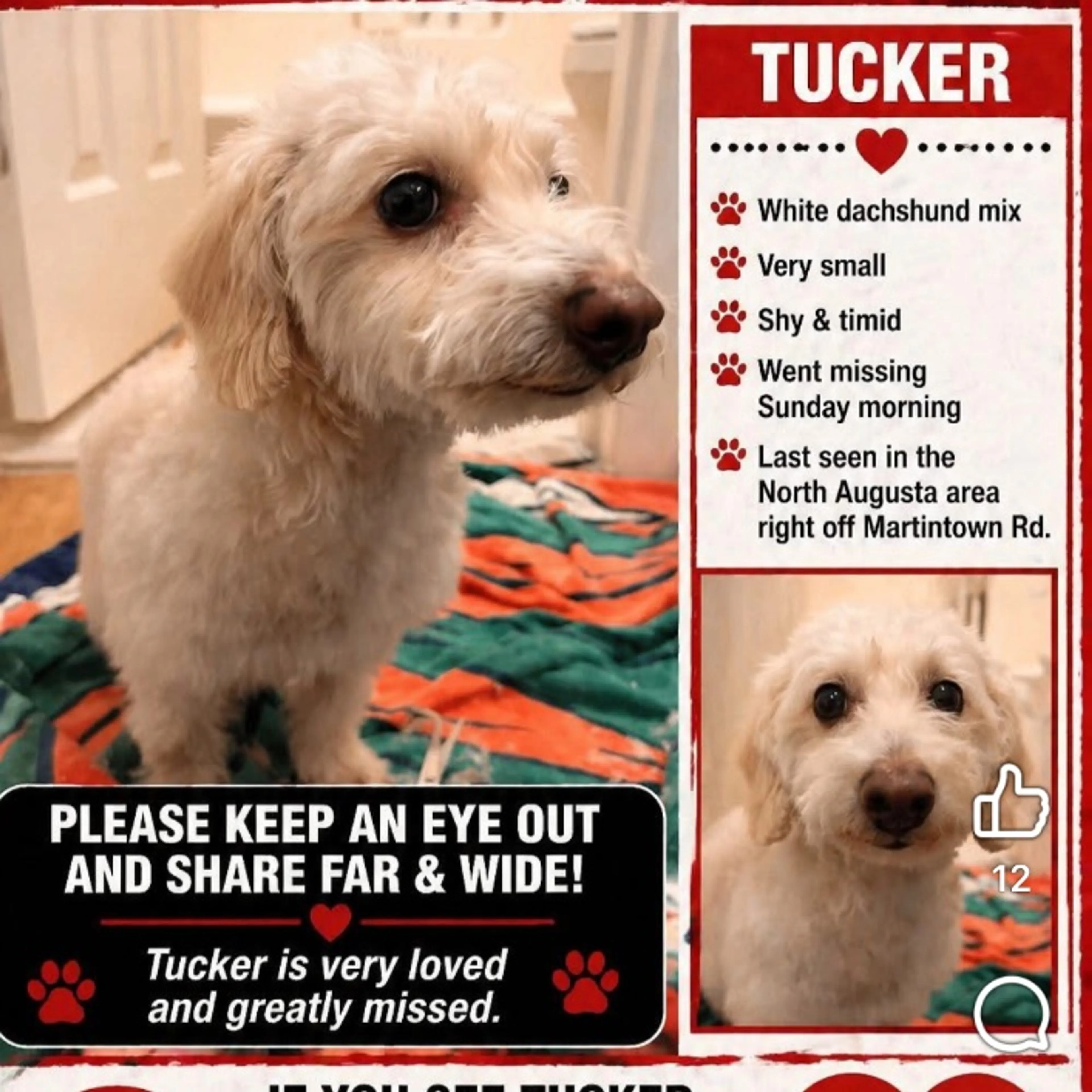 Lost pet
