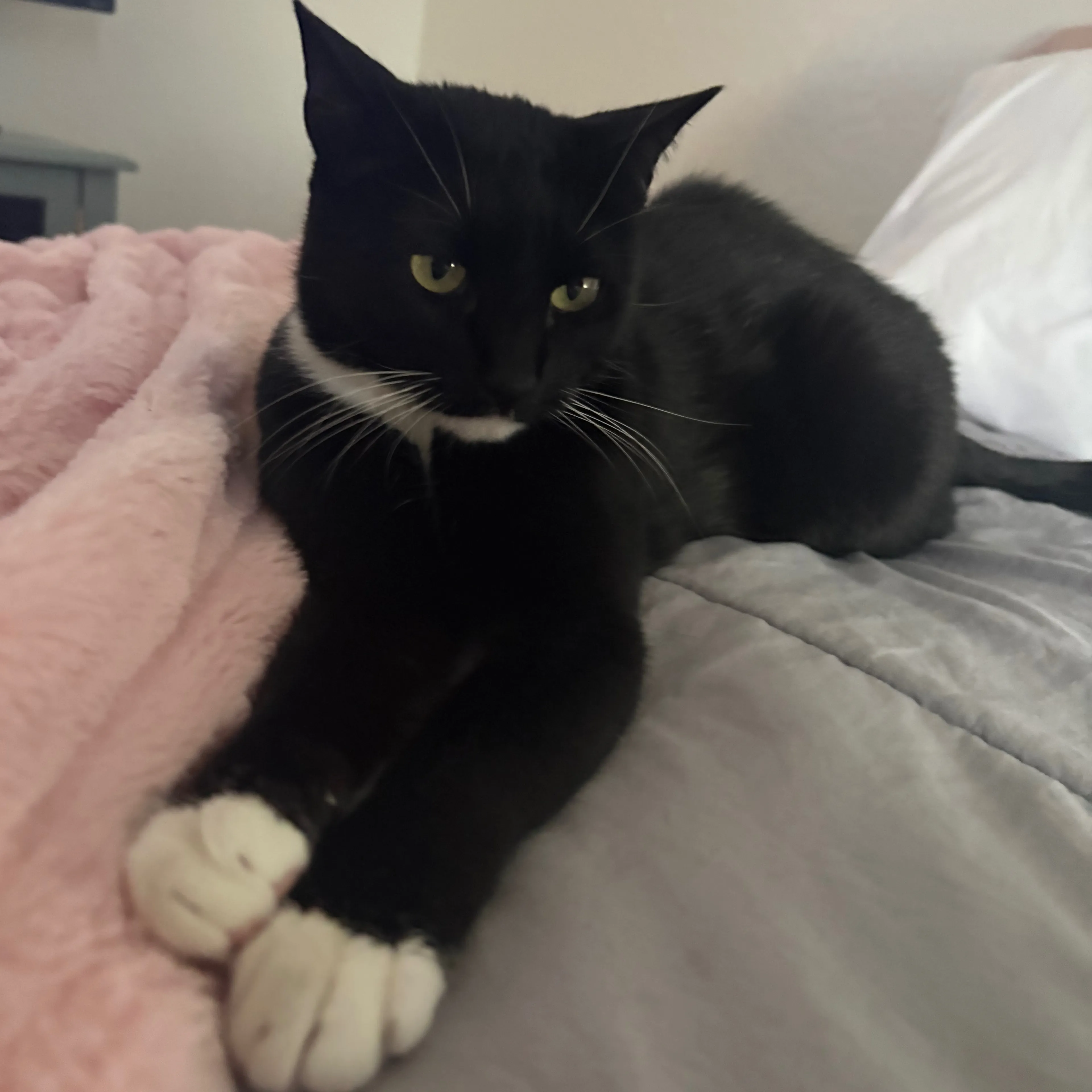Lost pet-1