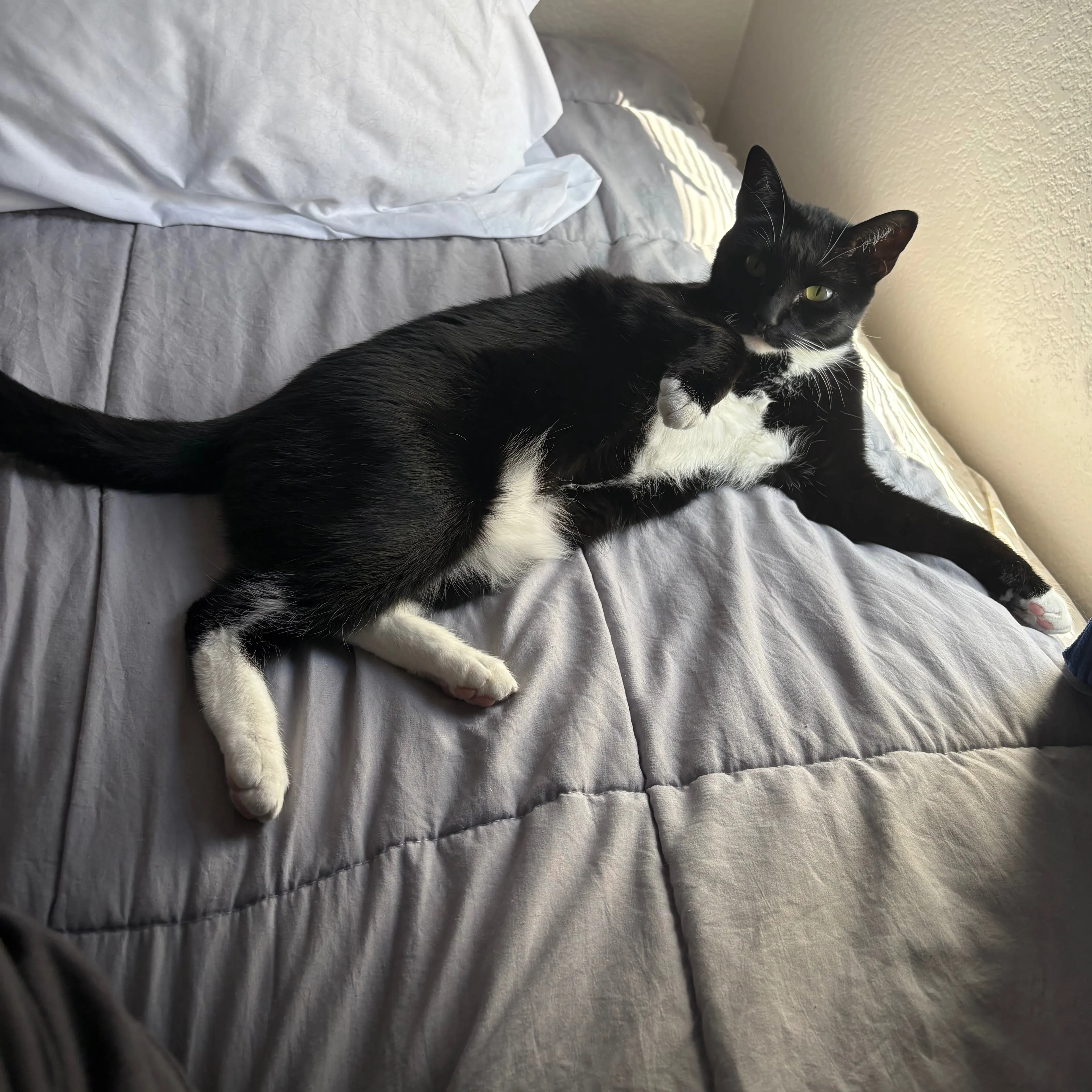 Lost pet-3