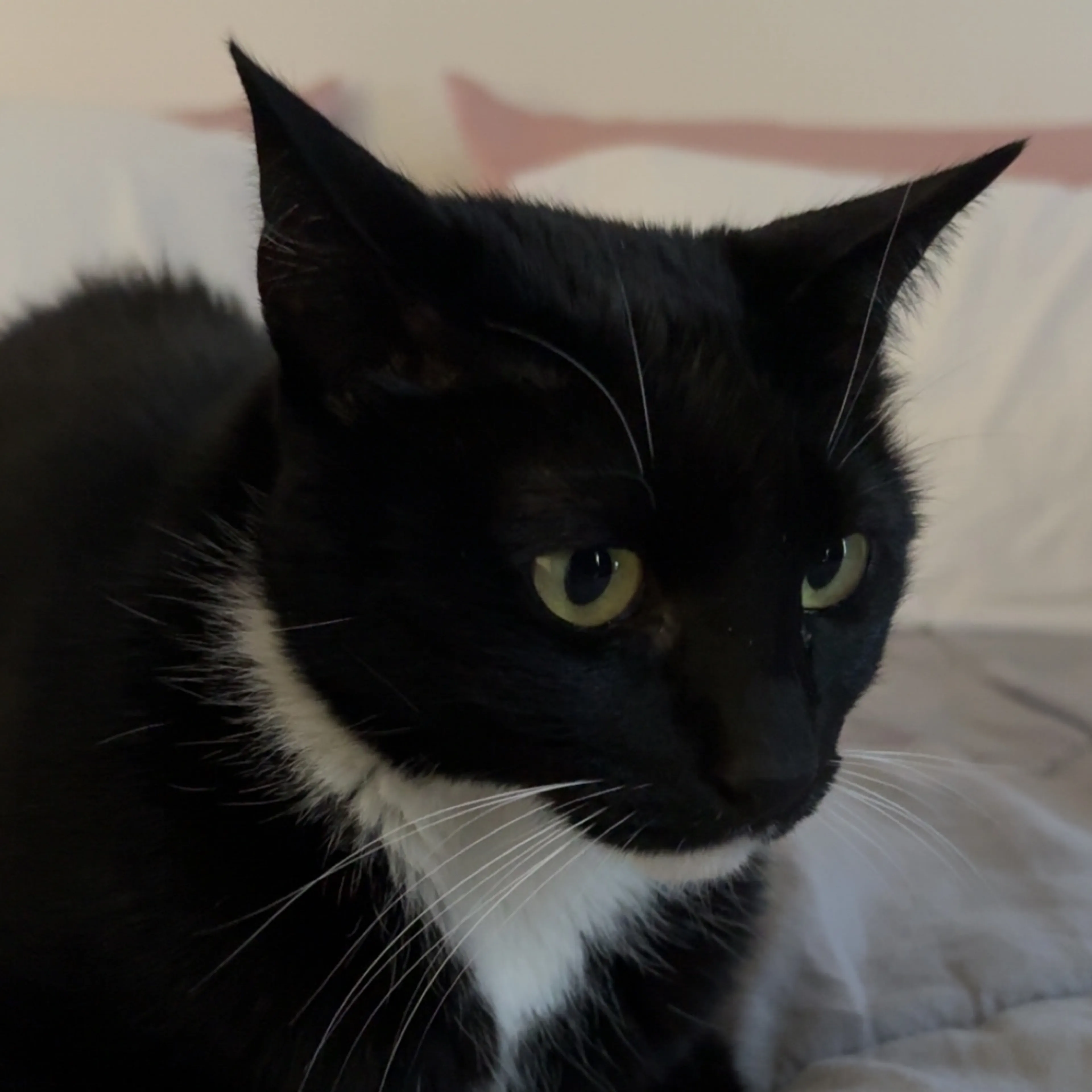 Lost pet-2