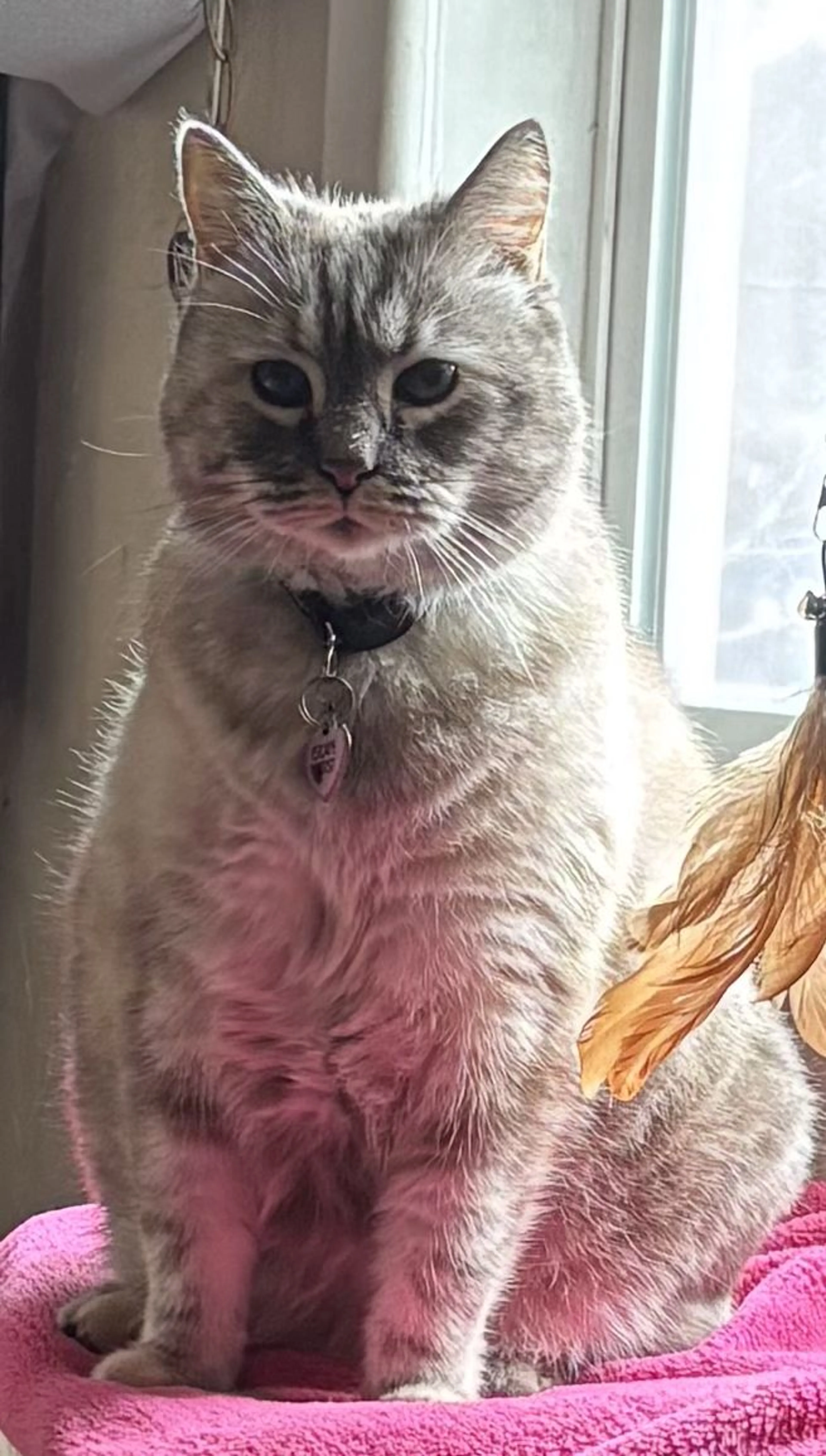 Lost pet-0