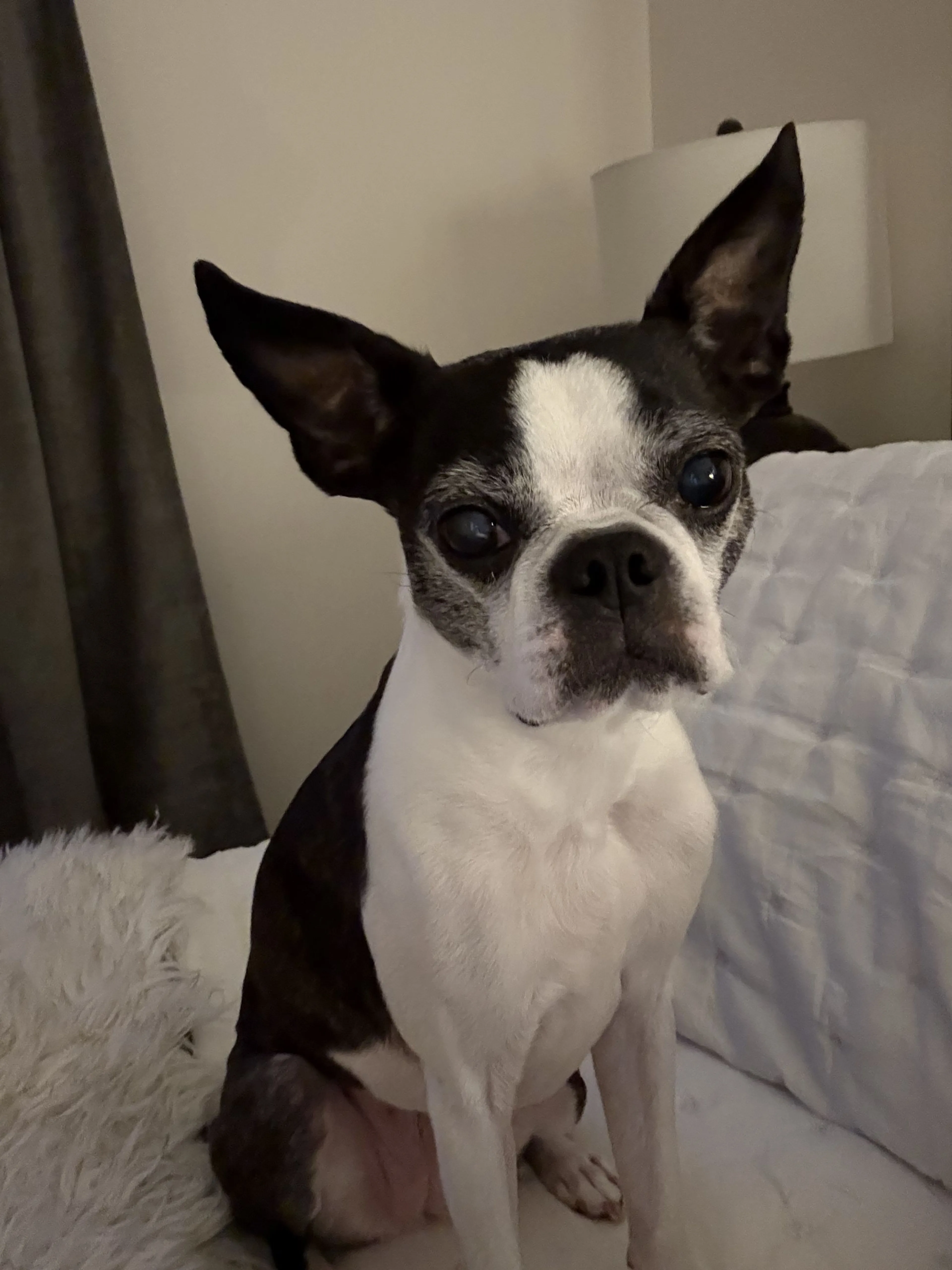 Lost pet