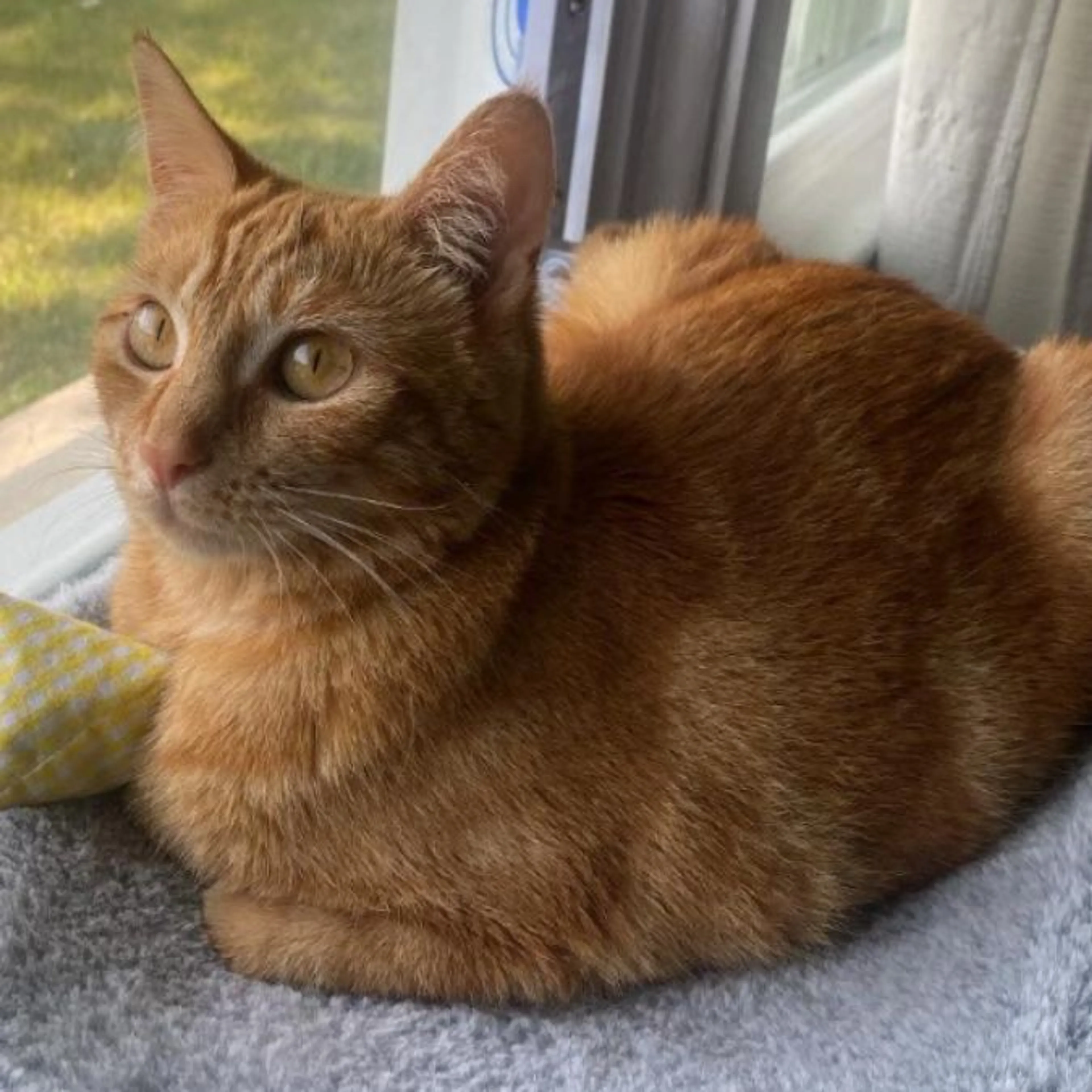 Lost pet