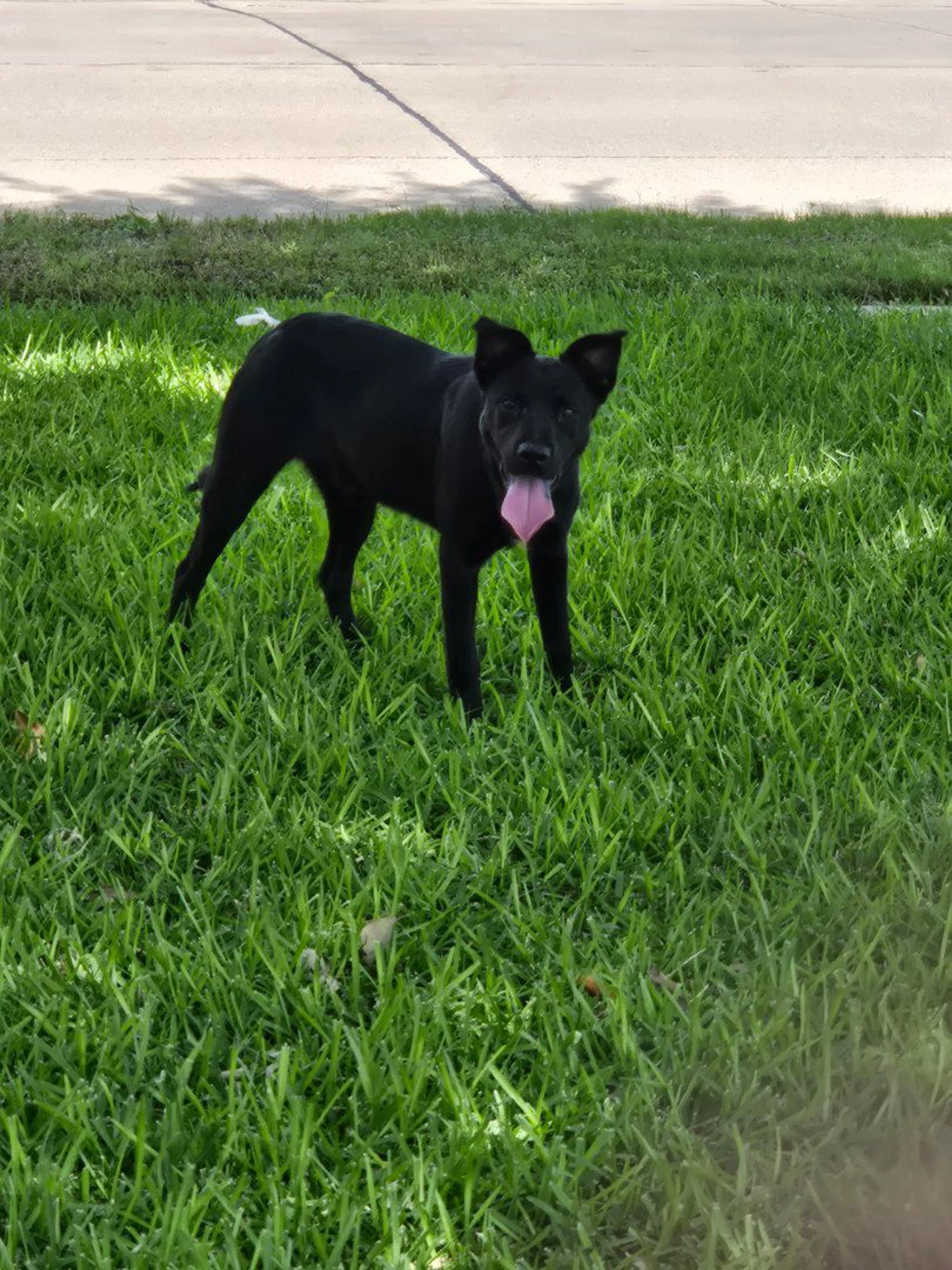 Lost pet-1
