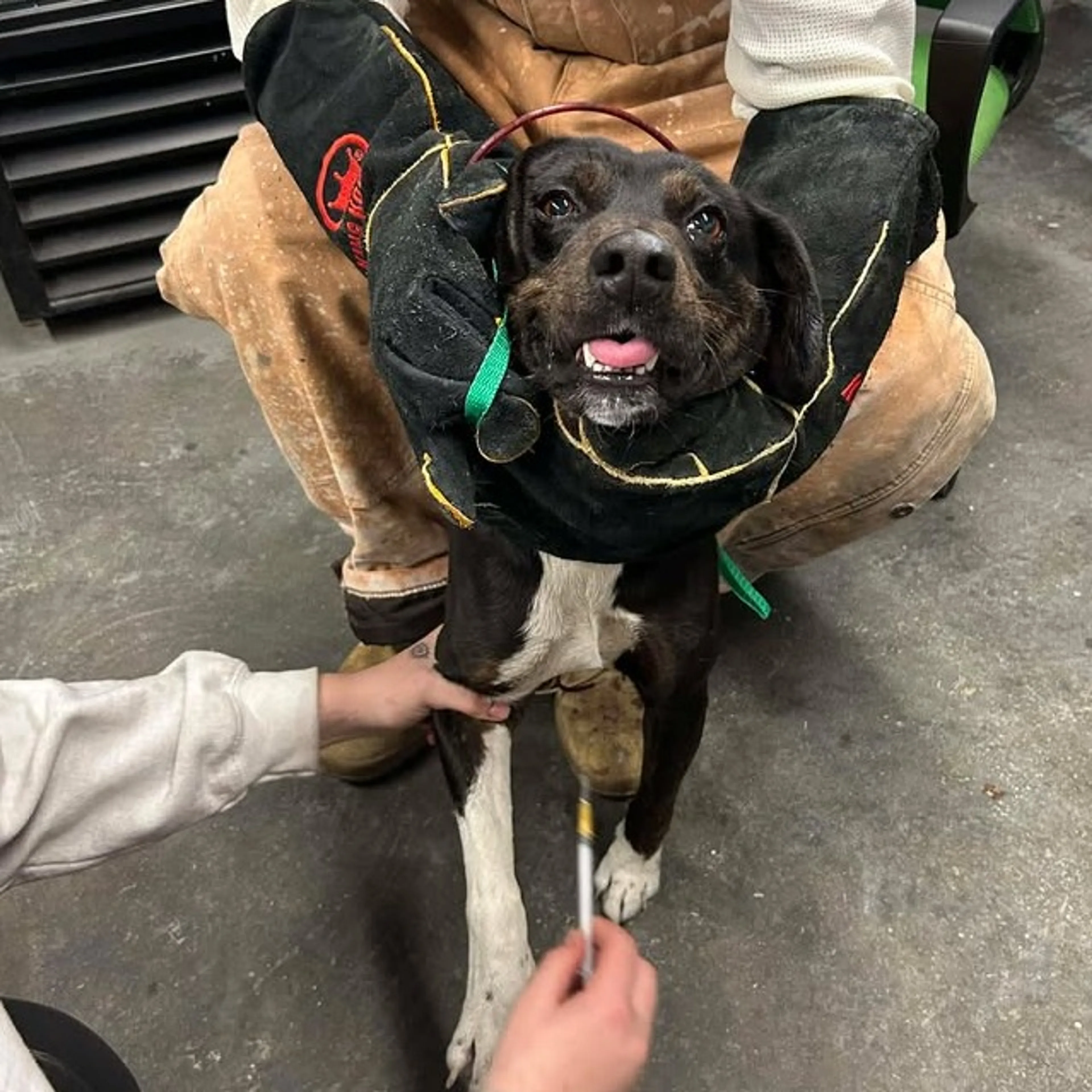 Found pet-3