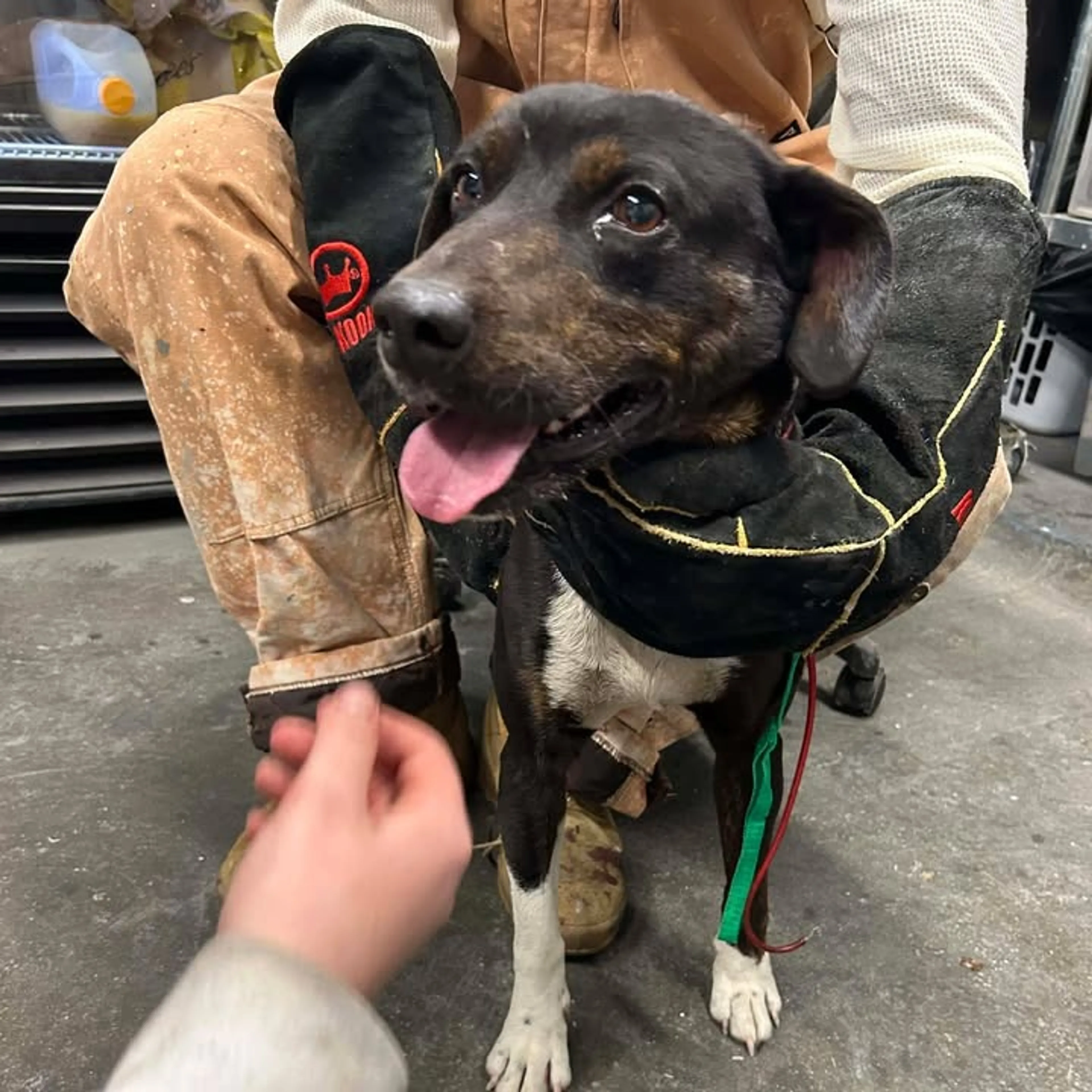 Found pet-2