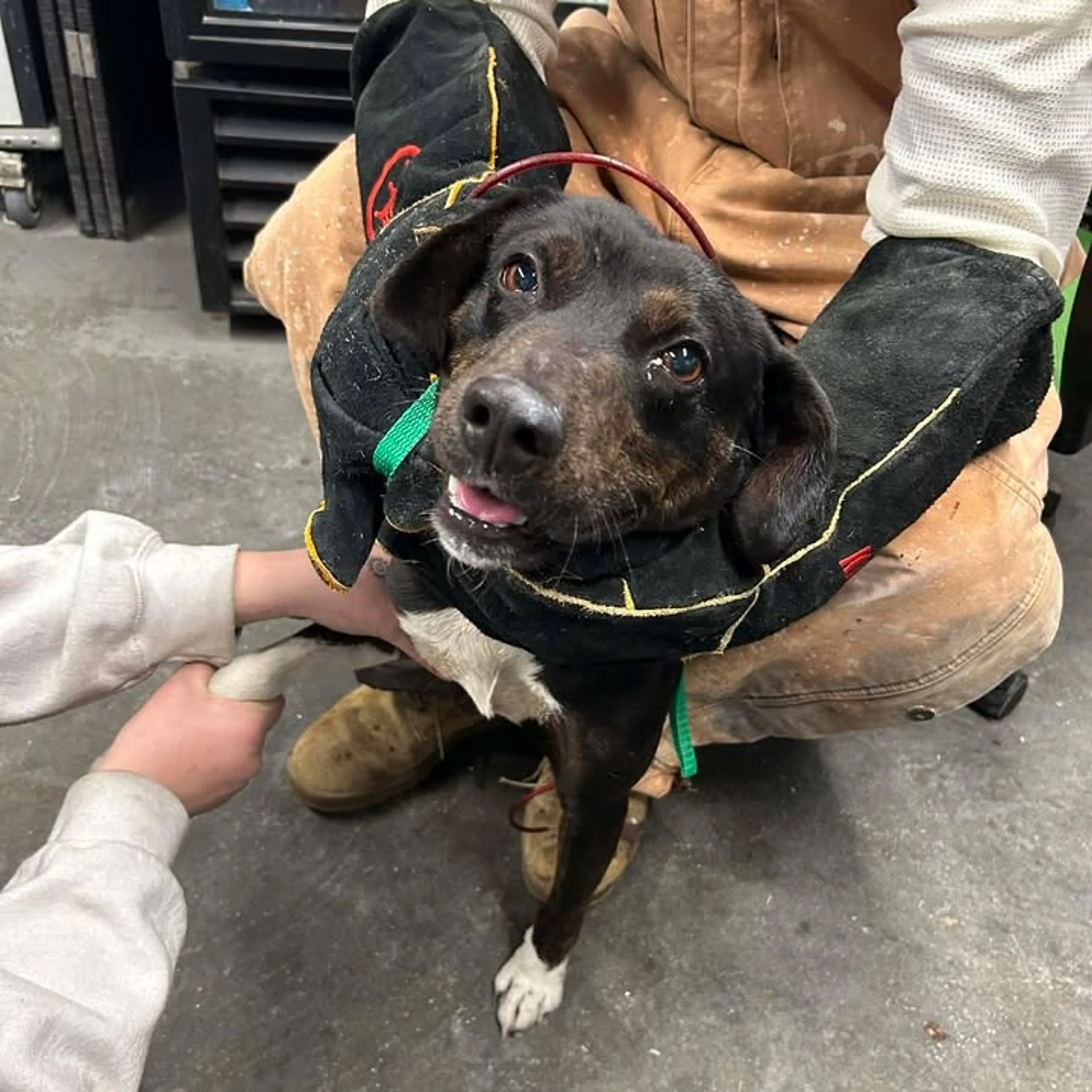 Found pet-1
