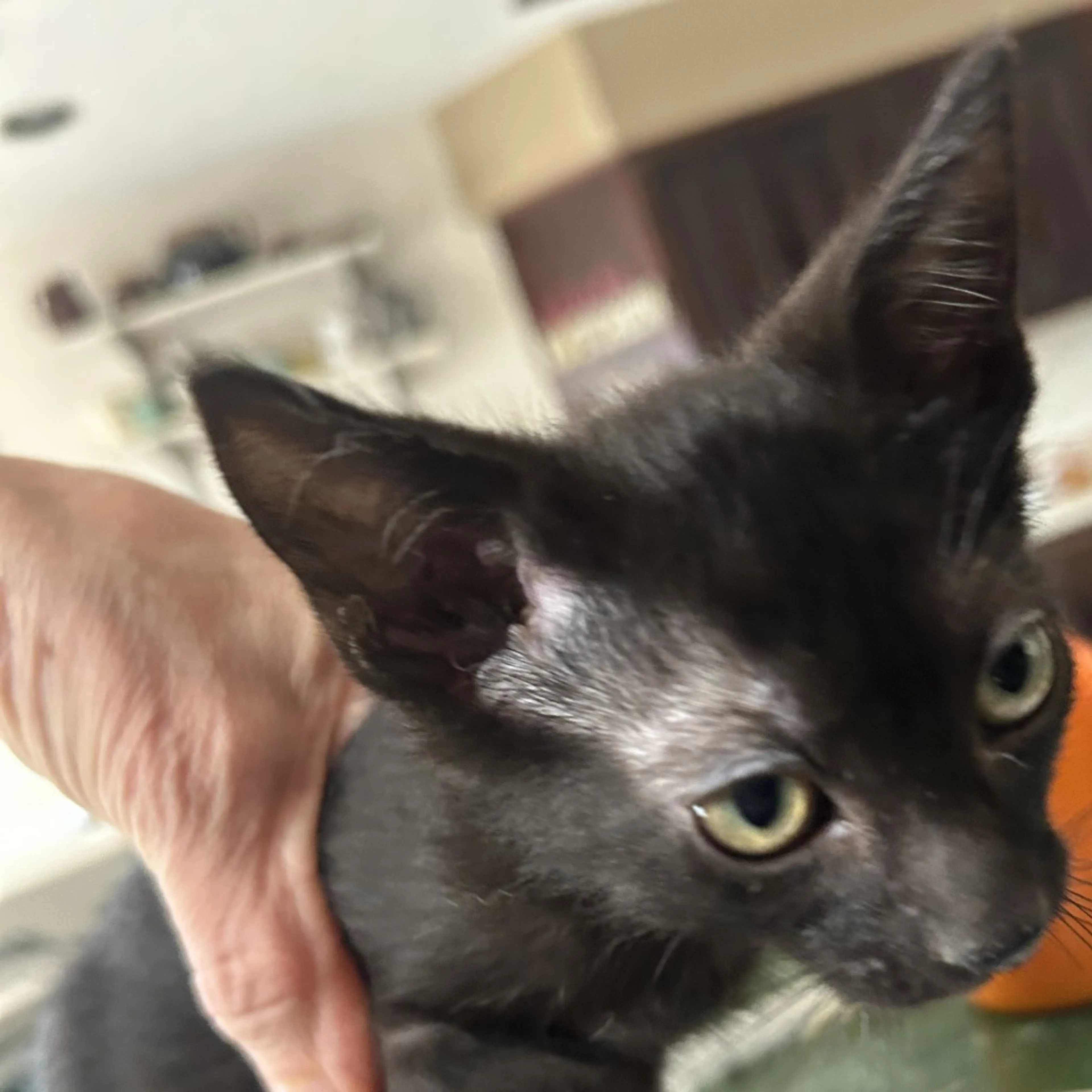 Found pet-0