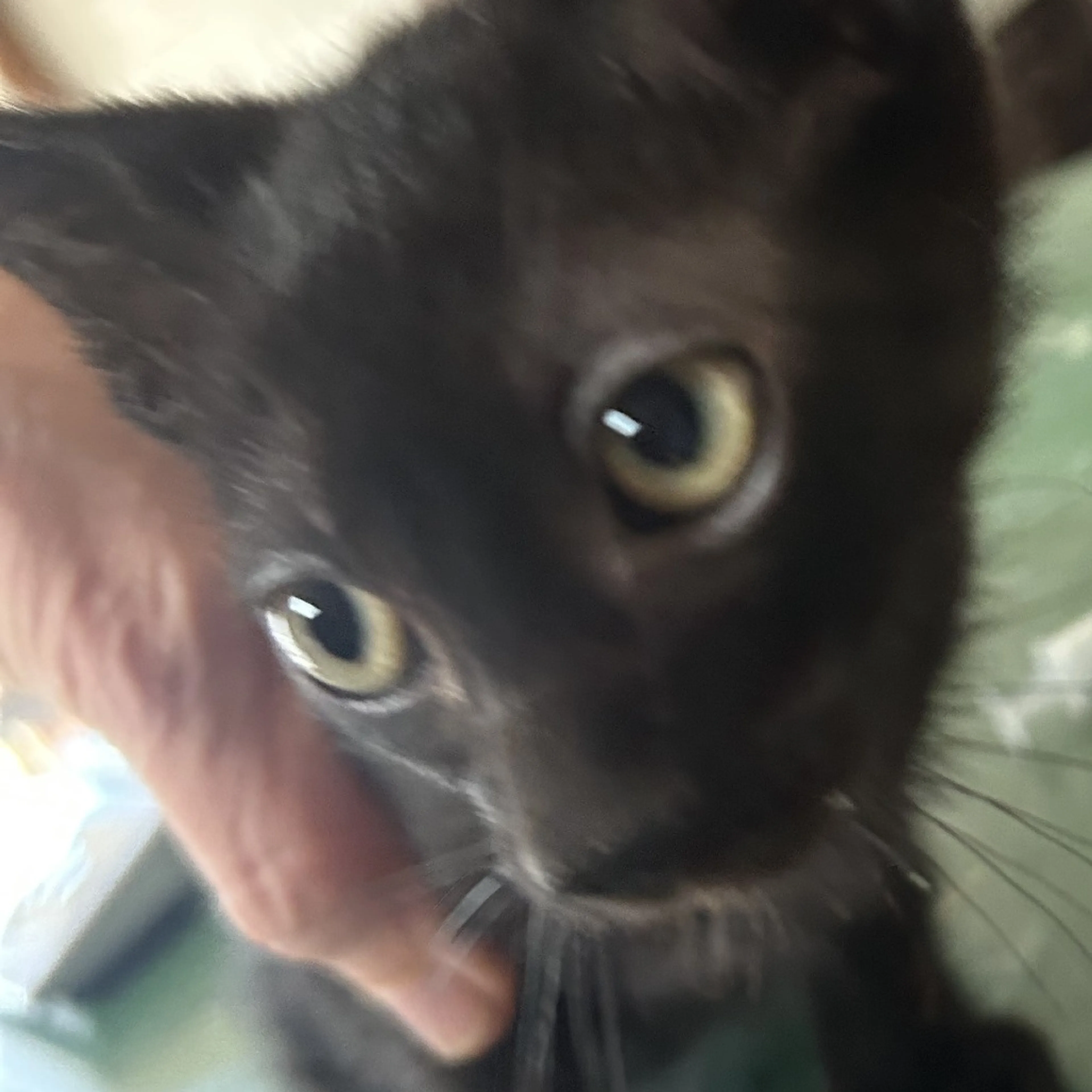 Found pet-1