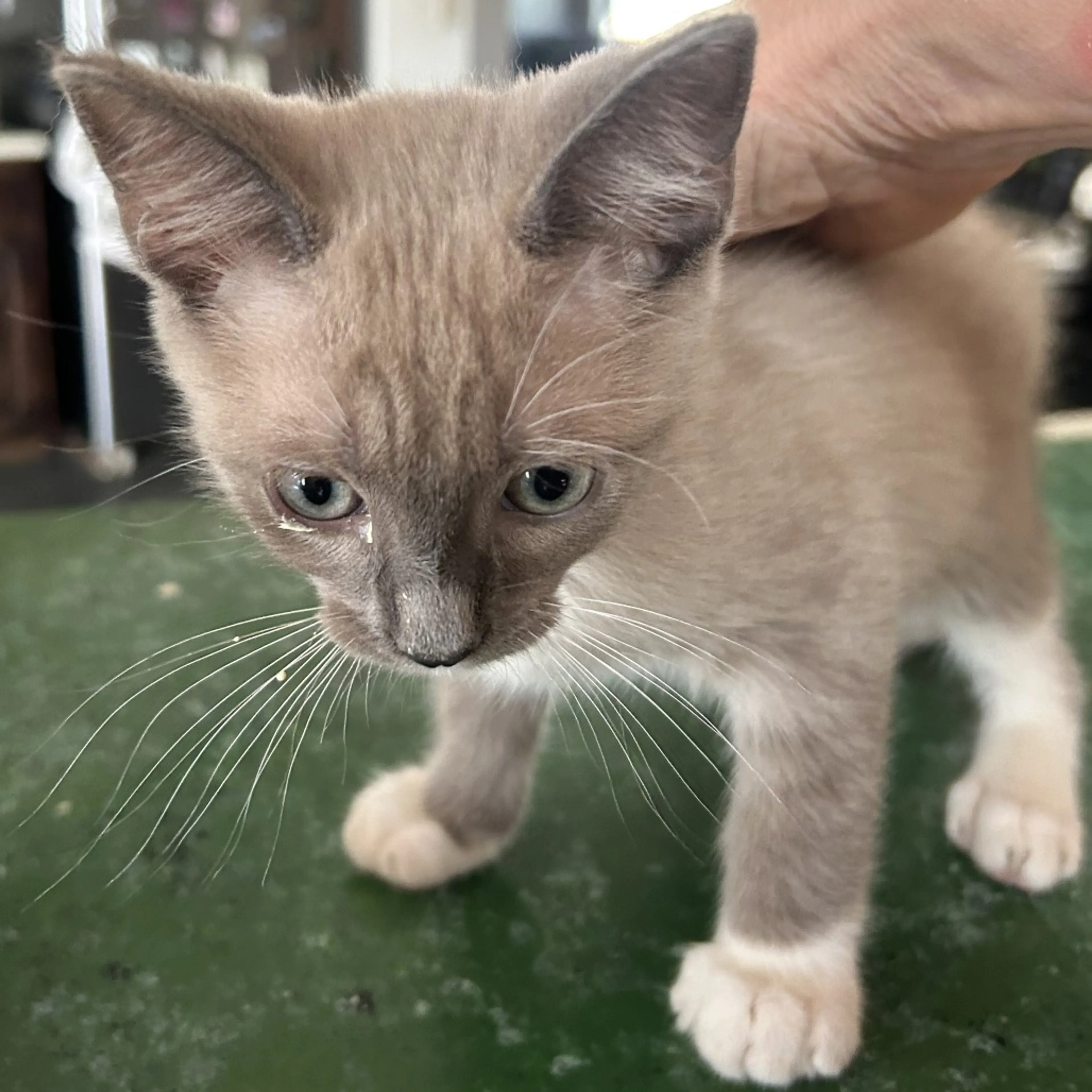 Found pet
