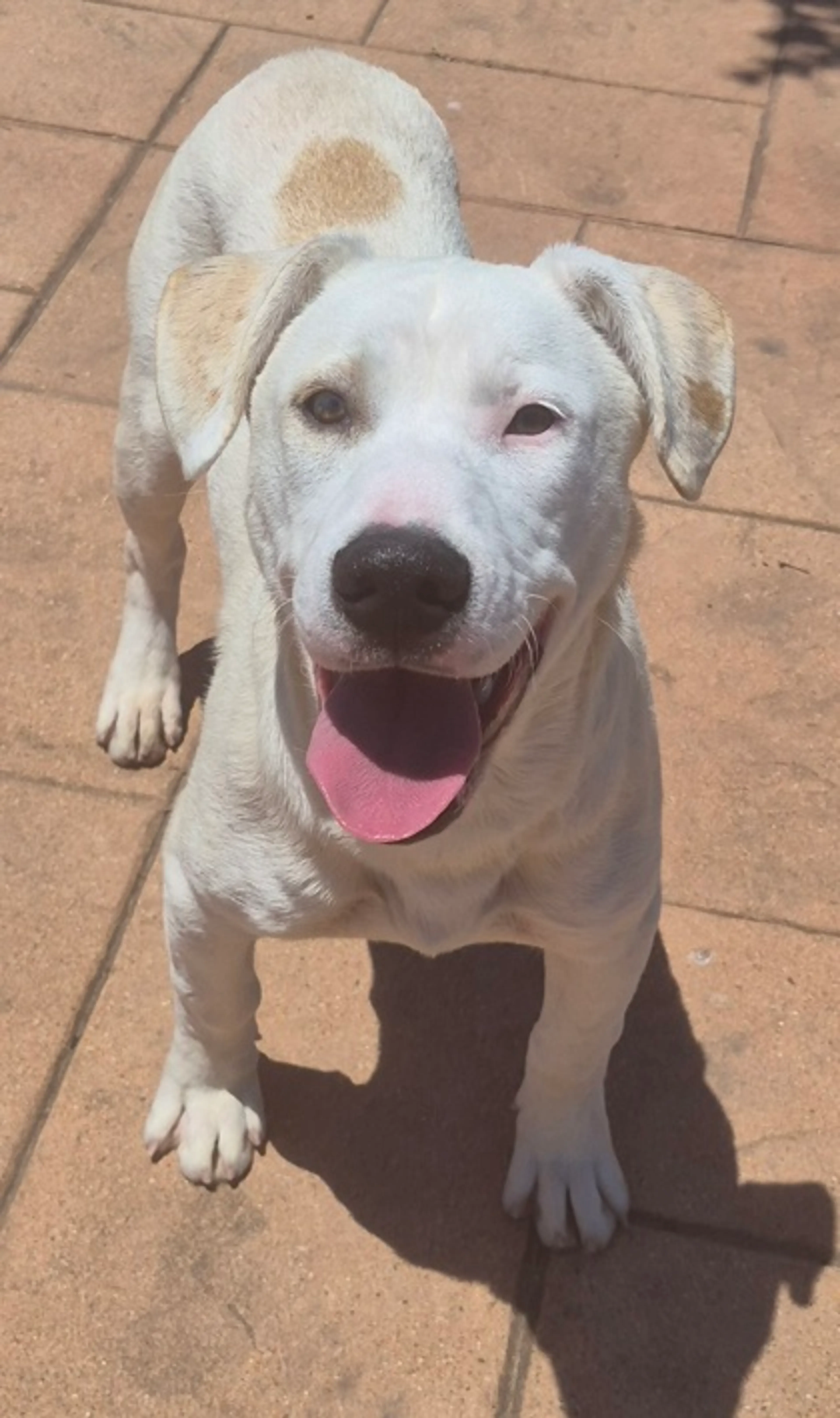 Found pet-1