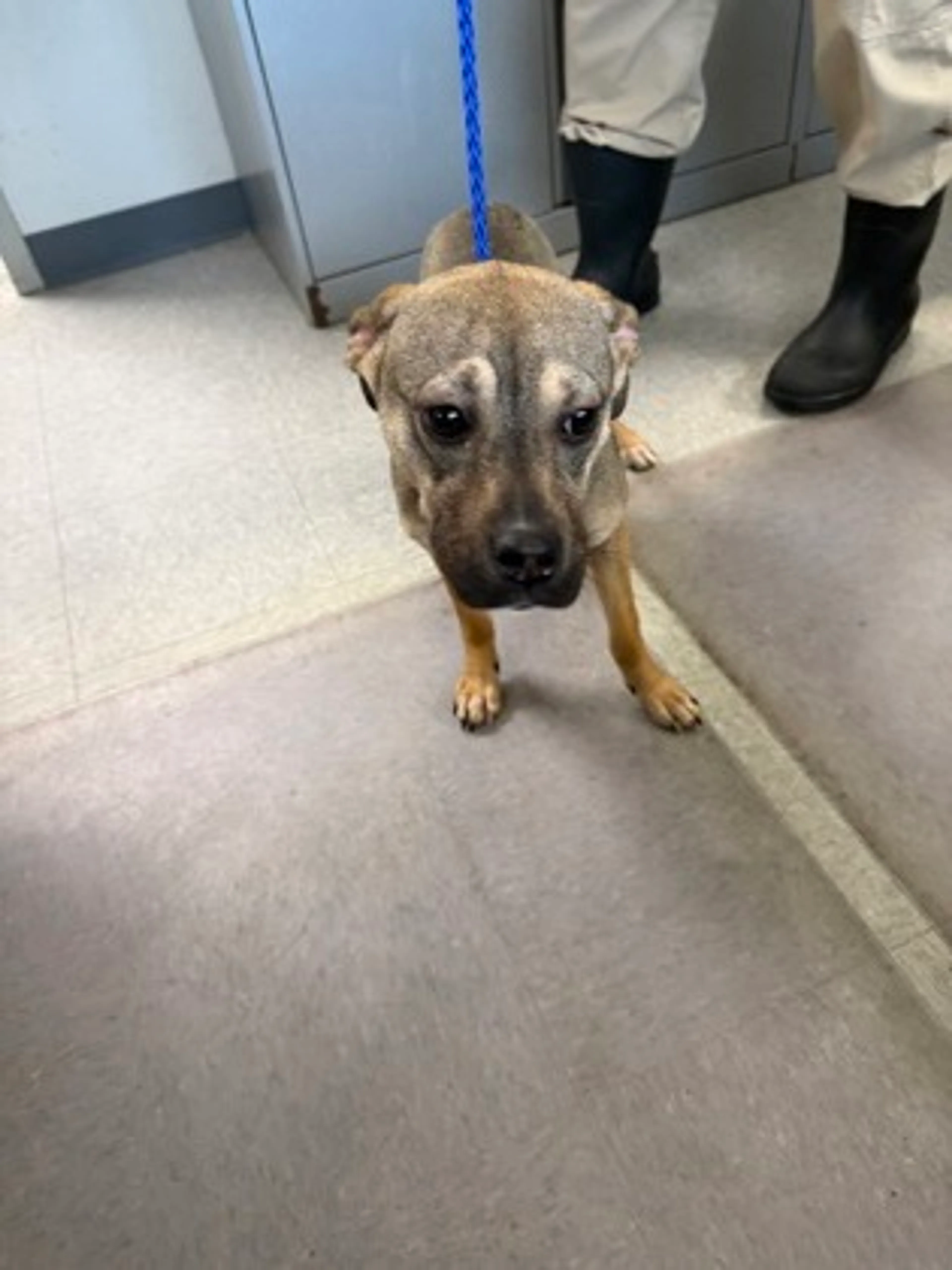 Found pet