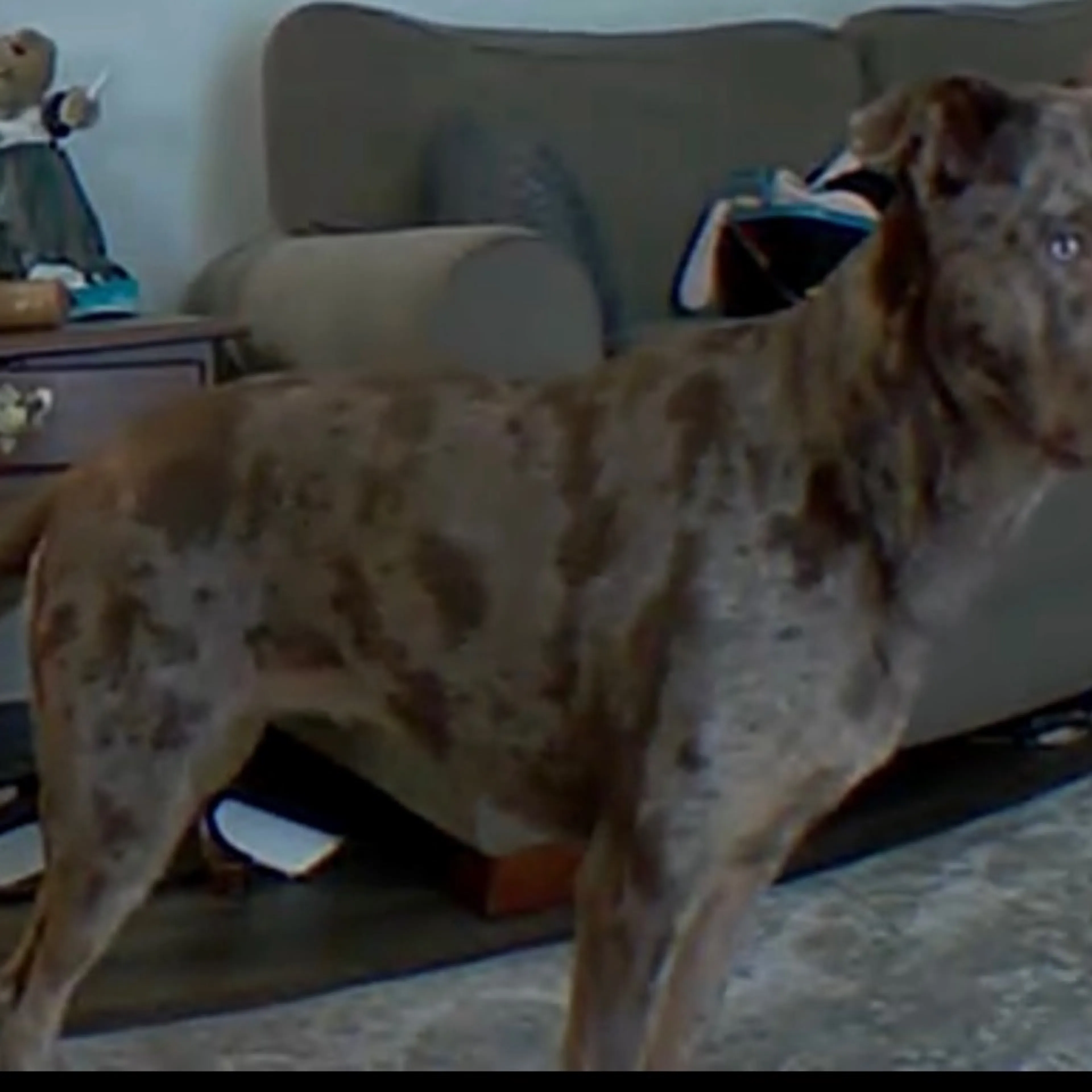 Lost pet