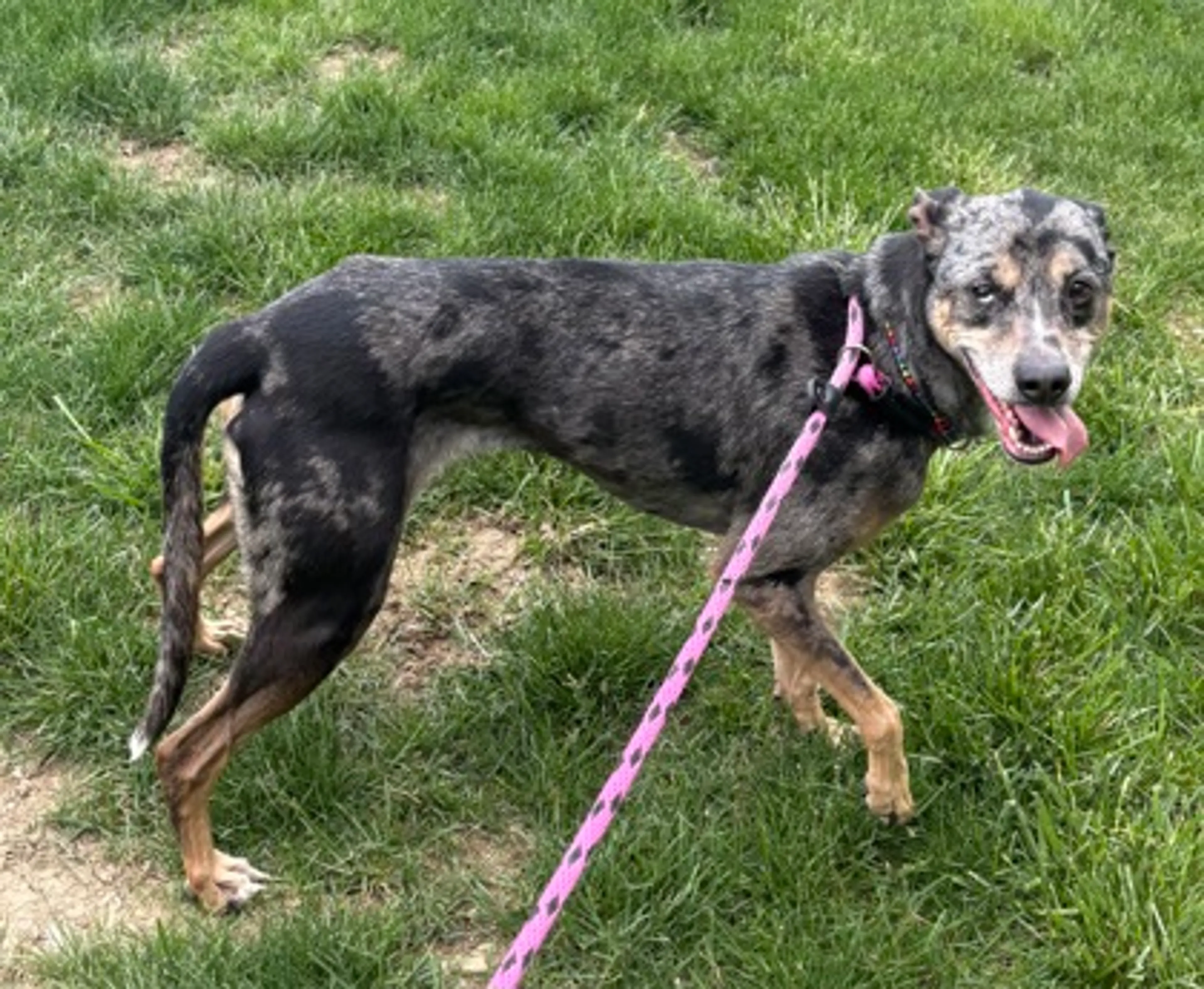 Found pet-2